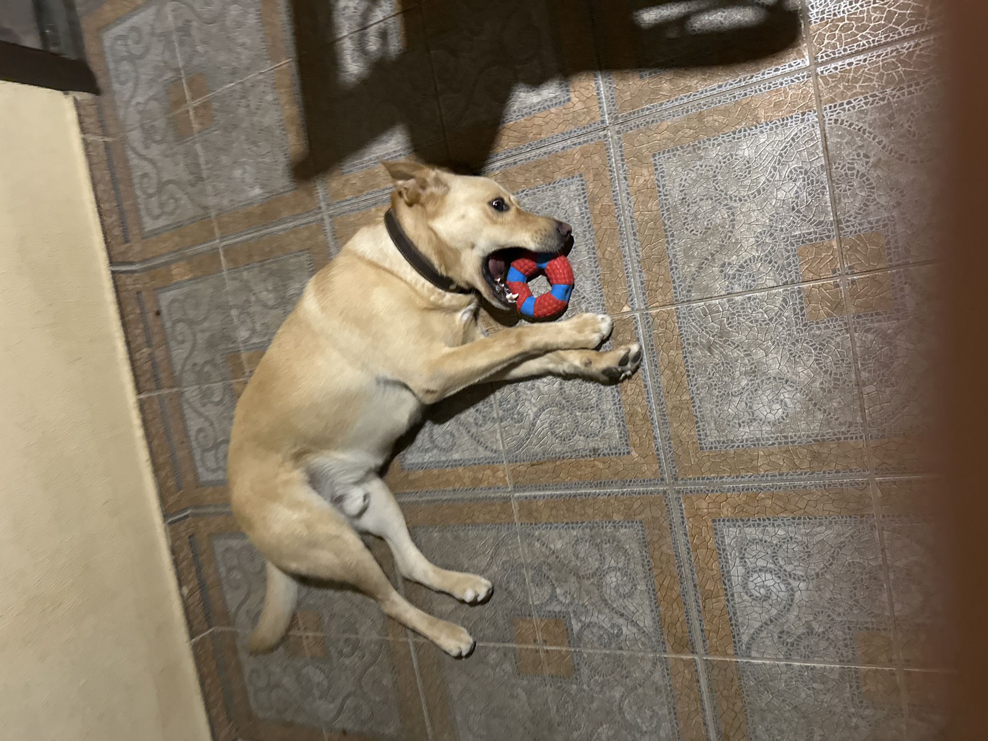 A light-colored dog with a black collar lies on a tiled floor, holding a red and blue ring-shaped toy in its mouth. The dog is positioned on its right side, with its hind legs extended and its front legs curled. The floor tiles are square with a patterned design. A wall is visible in the background. The scene is indoors and appears to be in a residential setting, with shadows cast on the floor, suggesting artificial lighting. There is no indication of the location being in Sochi, Russia, or any other specific city.