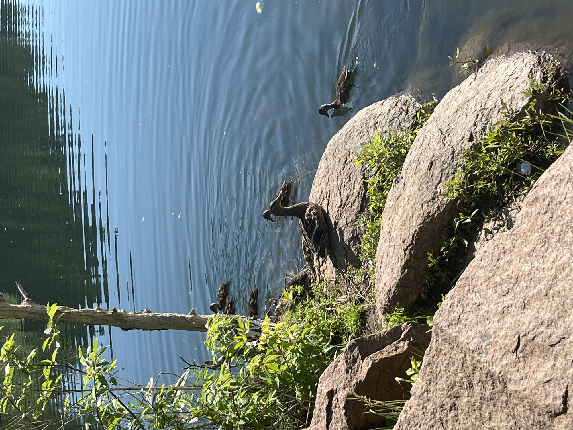 A flock of ducks swims in a body of water near a rocky shoreline with lush green vegetation. In the foreground, large, rough-textured rocks form the bank, with small plants growing between them. A dead, thin tree trunk stands upright on the left, with green leaves and branches from a living bush growing around its base. Several ducks are visible on the rocks and in the water. One duck is perched on a rock in the middle foreground, facing to the right. Another duck is swimming to the right of the rock, closer to the center of the frame. In the background, more ducks can be seen swimming in the rippling blue water, with the reflection of trees visible on the surface. The lighting suggests a bright, sunny day.