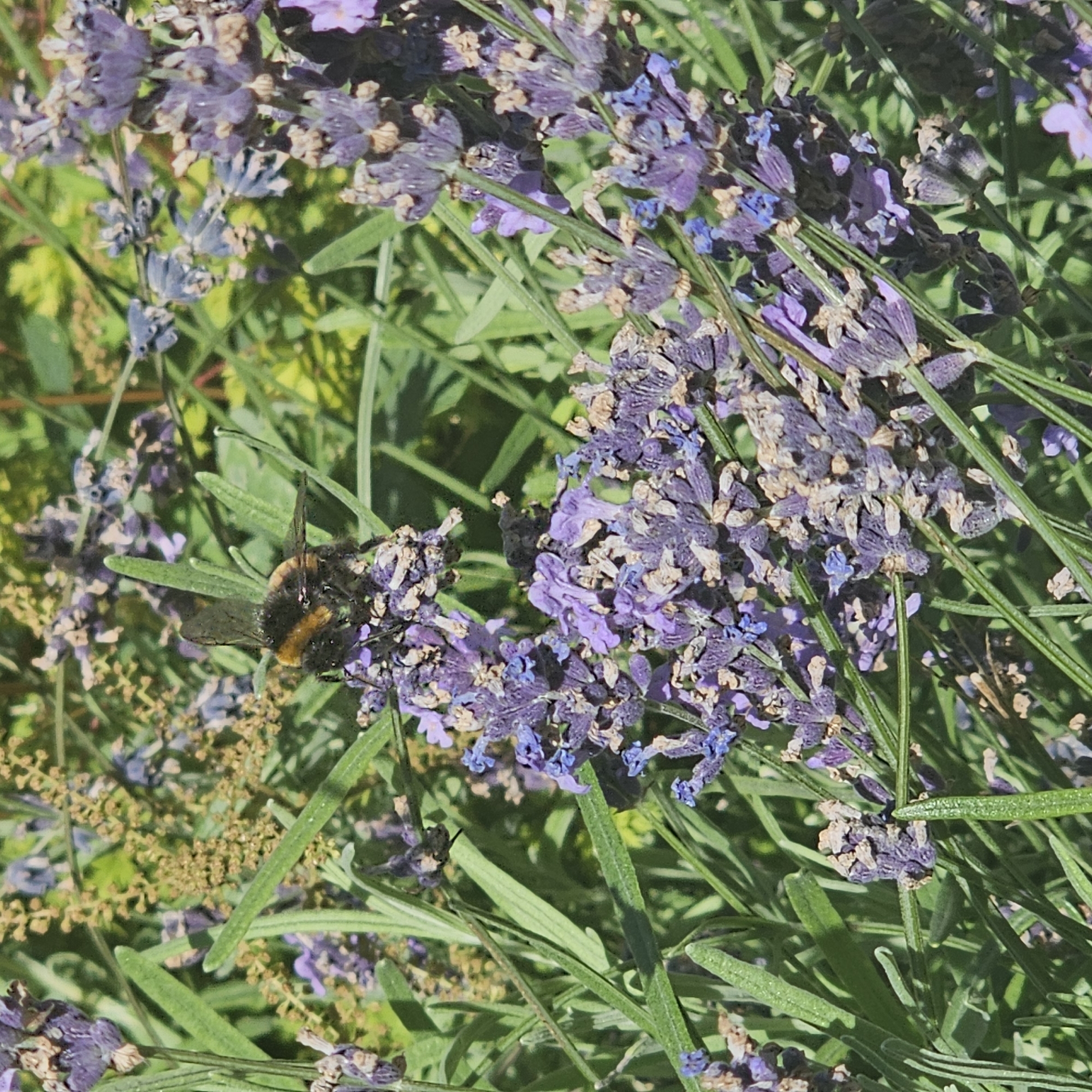 A bumblebee with black and yellow markings is positioned on a cluster of lavender flowers. The bee's wings are dark and appear to be in motion. The lavender flowers are predominantly purple with some dried, lighter brown elements. The background is a blur of green foliage and some lighter colored flowers or seed heads, suggesting an outdoor garden environment. There are no discernible human elements or Moscow landmarks present in the image.