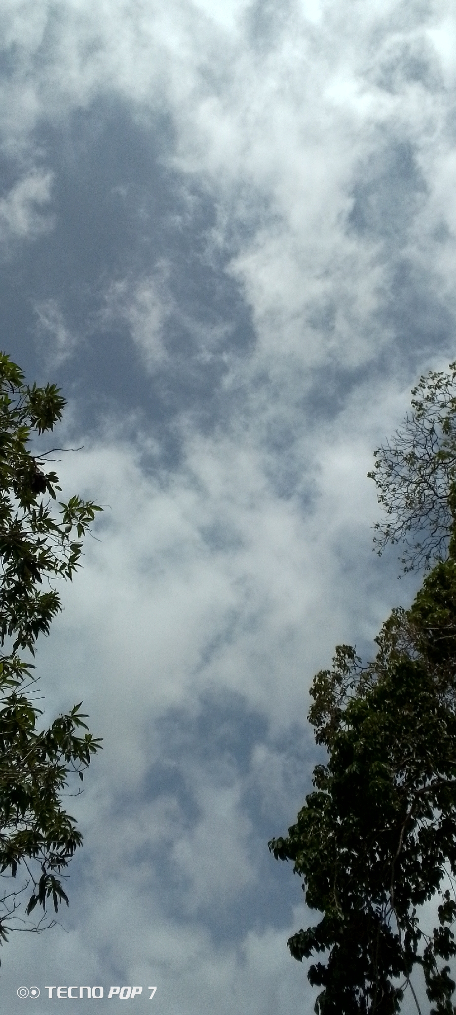 The image presents an upward-looking view of a cloudy sky, framed by the foliage of trees. The sky is predominantly covered by a mix of white and grey clouds, with patches of light blue sky visible between them. Some clouds appear fluffy and bright, while others are denser and cast a slightly darker, more shadowed grey.
Dark green leaves and branches are prominent on the left side of the frame, extending from the bottom-left corner upwards and slightly inward. On the right side, more tree foliage, also dark green, frames the sky from the top-right corner, with some bare branches interspersed. A denser mass of leaves is visible in the bottom-right corner.
The scene depicts an outdoor environment during what appears to be daytime, under partly cloudy or overcast weather conditions, providing diffused natural light. There is no discernible activity or event taking place; the image captures a static moment of the natural environment. The setting suggests a natural or green space, consistent with the location context of Altagracia, Venezuela.
In the bottom-left corner of the image, the text "TECNO POP 7" is visible as a watermark, indicating the brand and model of the device used to take the photograph.