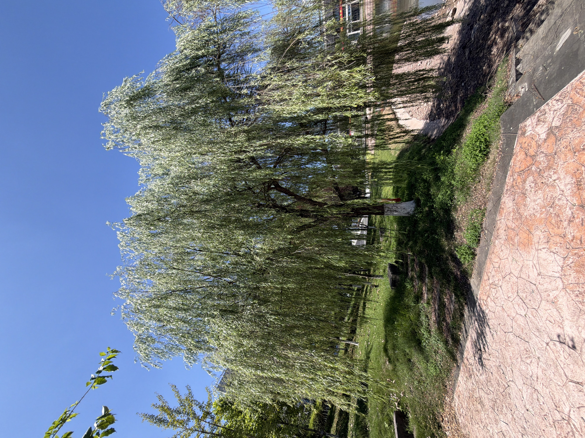 In the city of Jiangjin, China, a large weeping willow tree stands prominently on a grassy slope next to a body of water. The tree's branches, laden with long, slender leaves, cascade downwards, creating a dense canopy that casts shadows on the ground. The trunk of the tree is partially painted white, suggesting it may have been treated or marked for some purpose.
The foreground features a pathway made of red, patterned paving stones, suggesting a public park or recreational area. To the right of the tree, the bank slopes down to the water, with a visible edge of concrete and steps leading down to the water's surface. In the background, there are more trees and hints of buildings, indicating an urban or semi-urban environment. The sky above is a clear, vibrant blue, suggesting a sunny day. The overall scene depicts a tranquil natural setting within a populated area.