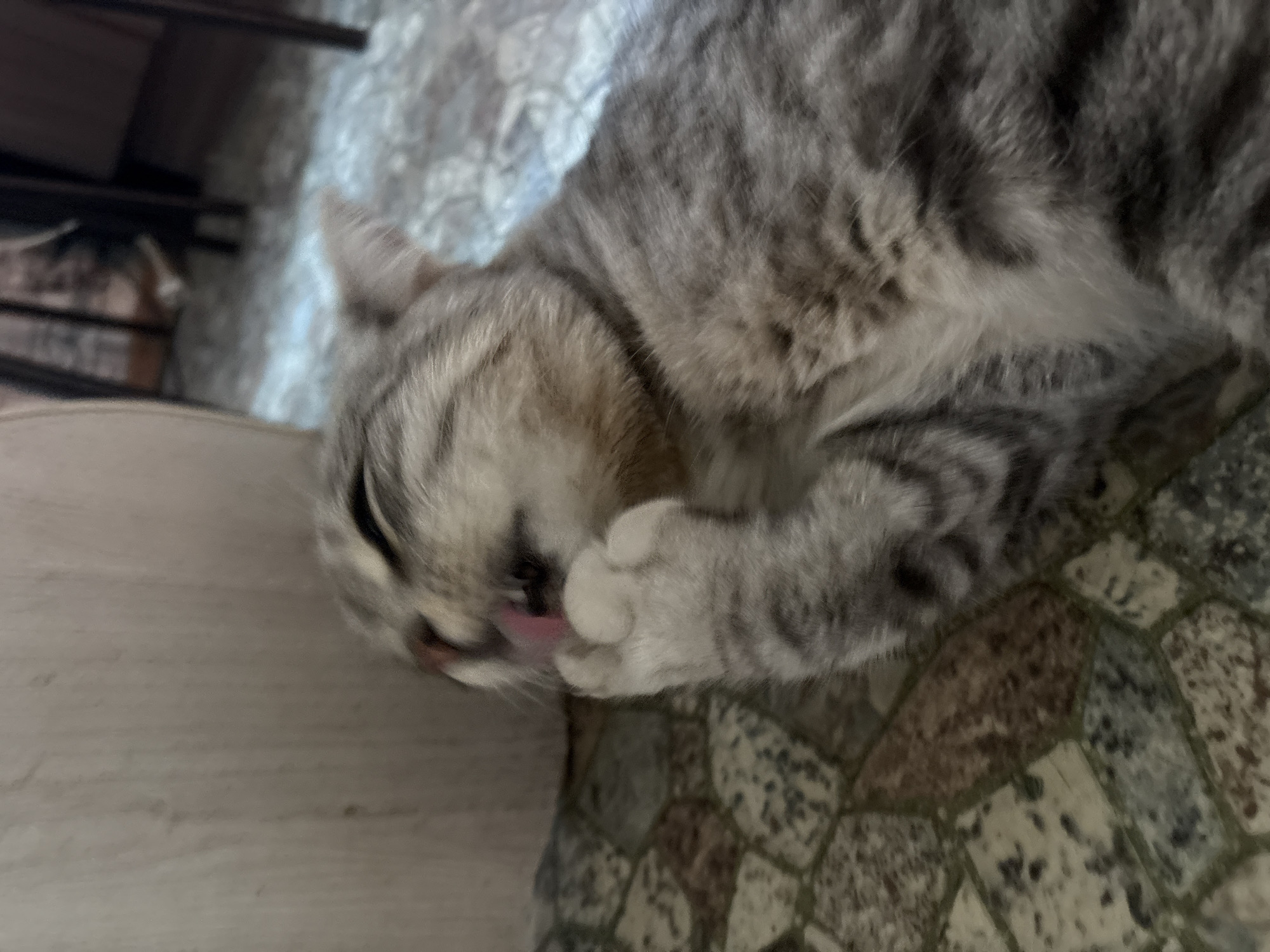 A grey tabby cat is lying on a patterned tiled floor and licking its paw. The cat's fur is striped with dark grey and lighter grey. Its eyes are partially closed and its pink tongue is extended, touching its paw. In the background, a light-colored, cylindrical object, possibly a piece of furniture, is visible to the left. Further in the background, the legs of dark furniture and a rug are discernible. The scene is indoors, and the lighting appears to be artificial. There is no identifiable information that places this scene in Ветлужский, Russia.