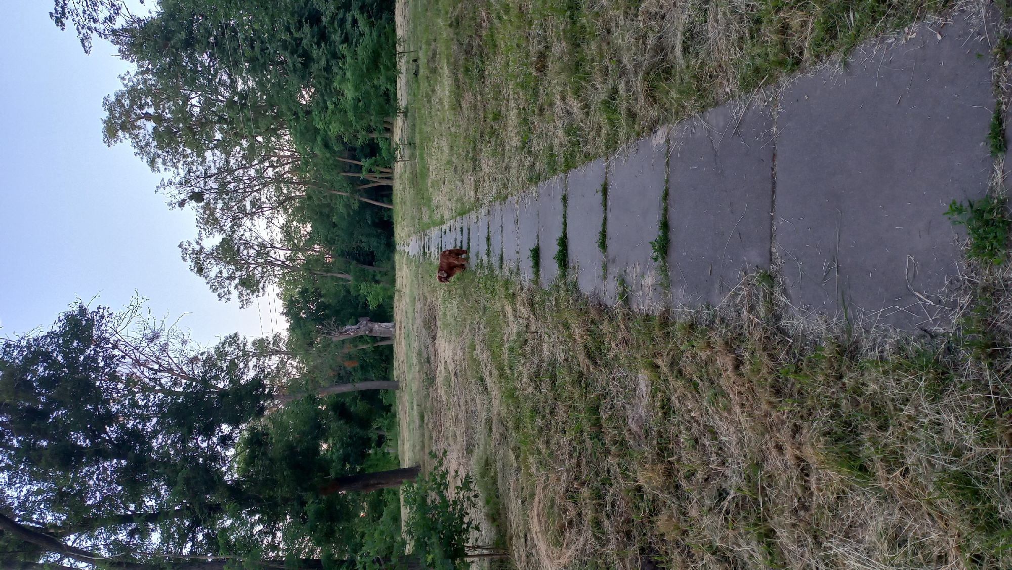 A medium shot shows a concrete pathway traversing a grassy area in a park-like setting. The pathway, made of rectangular concrete slabs, recedes into the distance. To the left of the path, dry, light-brown grass is mowed. Further back on the left, a young tree with green leaves stands. The right side of the path also features dry grass, with a few small green plants sprouting through the concrete. In the middle distance, a medium-sized, reddish-brown dog stands facing the camera. Beyond the dog, the pathway continues, bordered by more dry grass and scattered trees. The background consists of a dense line of trees with dark green foliage, under a pale blue sky. The overall impression is that of an unkempt park or a natural area with a cleared path.