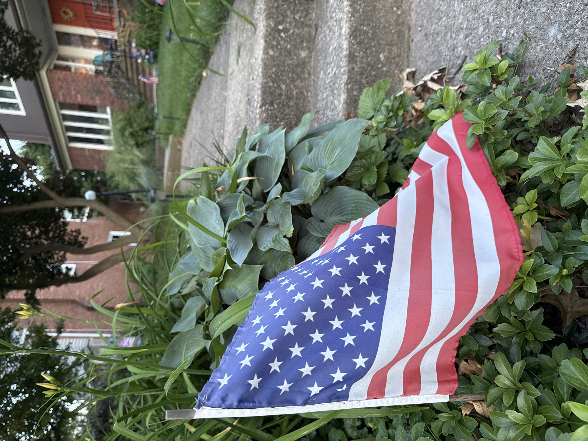 An American flag is planted in green foliage next to a concrete walkway and stairs leading up to a house. The flag is partially unfurled and shows the stars and stripes. In the background, the house has a brick and dark brown exterior, with several windows visible. The walkway and stairs are concrete. The surrounding vegetation is lush and green. The scene appears to be in a residential area. The image is taken from a low angle, focusing on the flag and foreground foliage.