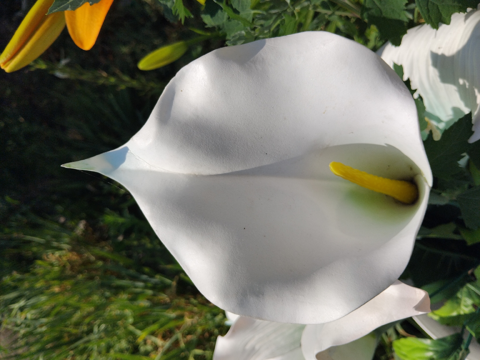 A white Calla Lily is in full bloom, its petal unfurled to reveal a vibrant yellow spadix. The flower is positioned in the foreground, bathed in sunlight that casts soft shadows on its surface. In the background, green foliage creates a natural backdrop, with hints of yellow and orange flowers peeking through. The scene appears to be a garden setting in Bila Krynytsia, Ukraine, possibly during a sunny day.