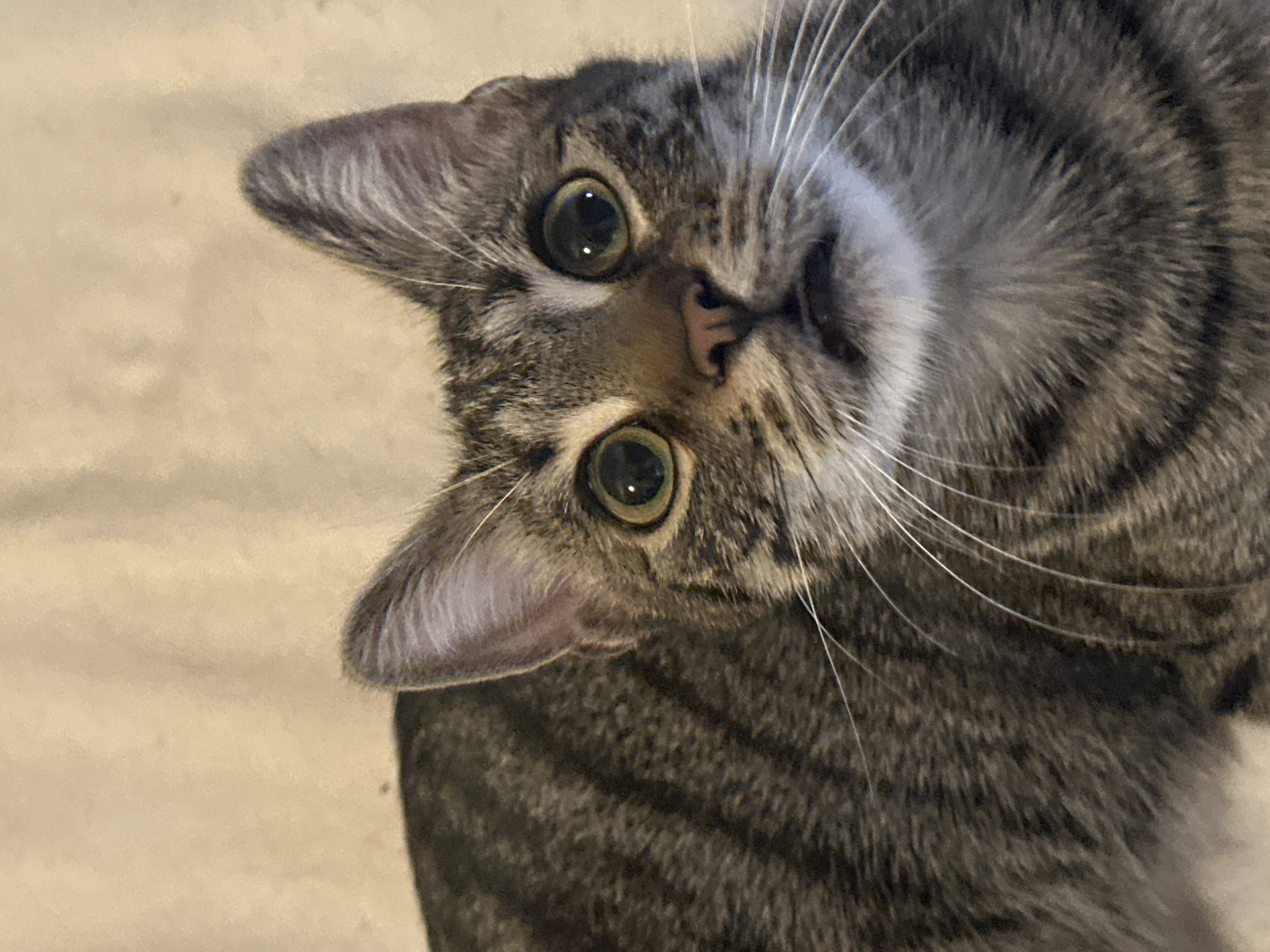A close-up, eye-level shot captures a tabby cat with wide, green eyes and a surprised expression. Its ears are perked up, and its mouth is slightly ajar, revealing a bit of its tongue. The cat has distinct dark stripes against a lighter brown and gray coat. Its whiskers are prominent and white, fanning out from its muzzle. The background is a soft, neutral-toned, textured surface, possibly a wall or fabric, creating a shallow depth of field that emphasizes the cat's face. The lighting appears to be natural and diffused, highlighting the cat's features without harsh shadows. The location in Sofia, Bulgaria cannot be determined from the image.