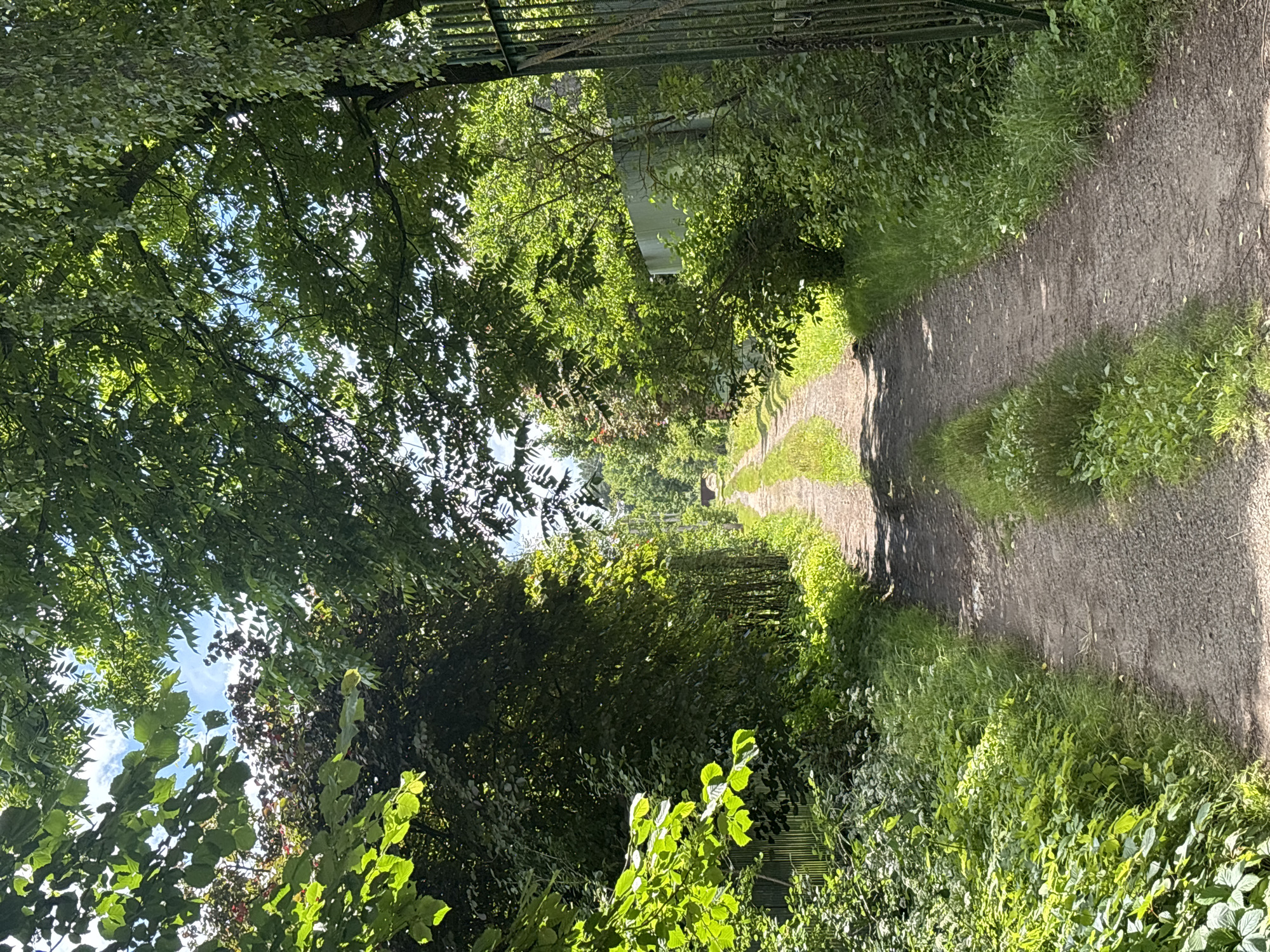 The image depicts a sun-dappled dirt path winding through lush green foliage. The path is bordered by dense vegetation, with sunlight filtering through the leaves of trees that arch overhead. In the distance, the path appears to lead towards a structure, possibly a bridge or underpass, hinted at by curved concrete and a metal grate overhead. The overall scene suggests a serene and natural setting, likely a park or a rural area. The bright sunlight and vibrant greenery indicate it is a clear day, possibly late morning or early afternoon. There is no text visible in the image. The image is oriented vertically, suggesting it may have been taken with a smartphone.