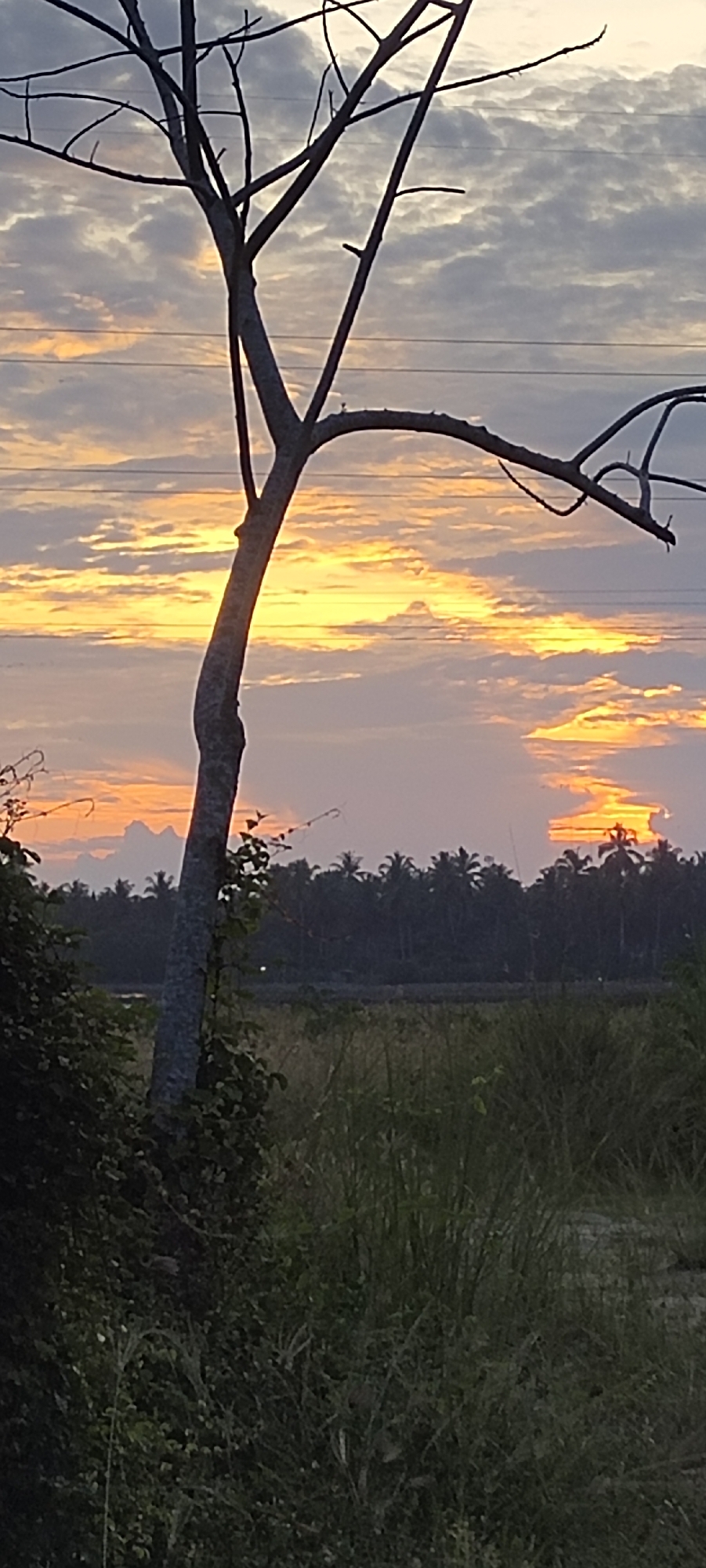 A scenic view captured in Lhokseumawe, Indonesia. A bare tree stands prominently in the foreground, silhouetted against a vibrant sunset with hues of orange, yellow, and grey clouds. In the midground, a dense line of trees and vegetation, likely palm trees, stretches across the horizon. Power lines run horizontally across the frame, intersecting the sky. The foreground is filled with green vegetation and grasses.