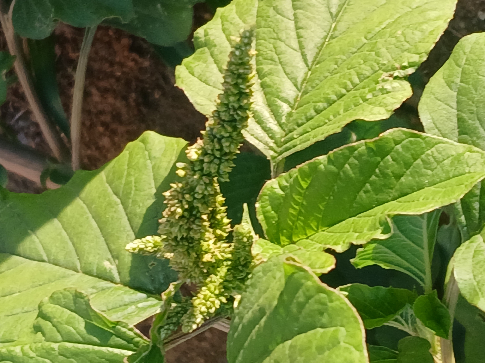 The image shows a close-up of a plant, possibly amaranth, with green leaves and a flowering stalk. The plant is growing in an outdoor environment, likely in Ciudad Guayana, Venezuela, although no specific landmark confirms the location. The focus is on the plant's texture and color. No people or interactions are visible. The environment appears to be a garden or field.
