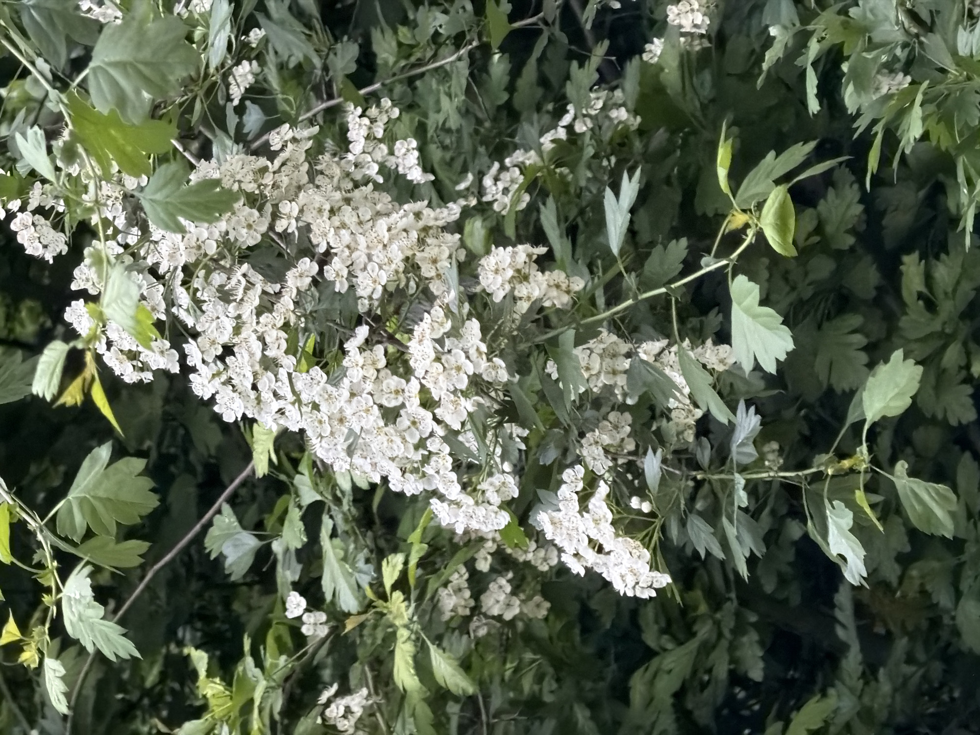 The image shows branches of a flowering tree or bush, with numerous small white flowers clustered together. The leaves are green and have a lobed or toothed appearance. The photograph appears to have been taken at night or in low light conditions. The location is not definitively determinable as Moscow, Russia, based solely on the image content.