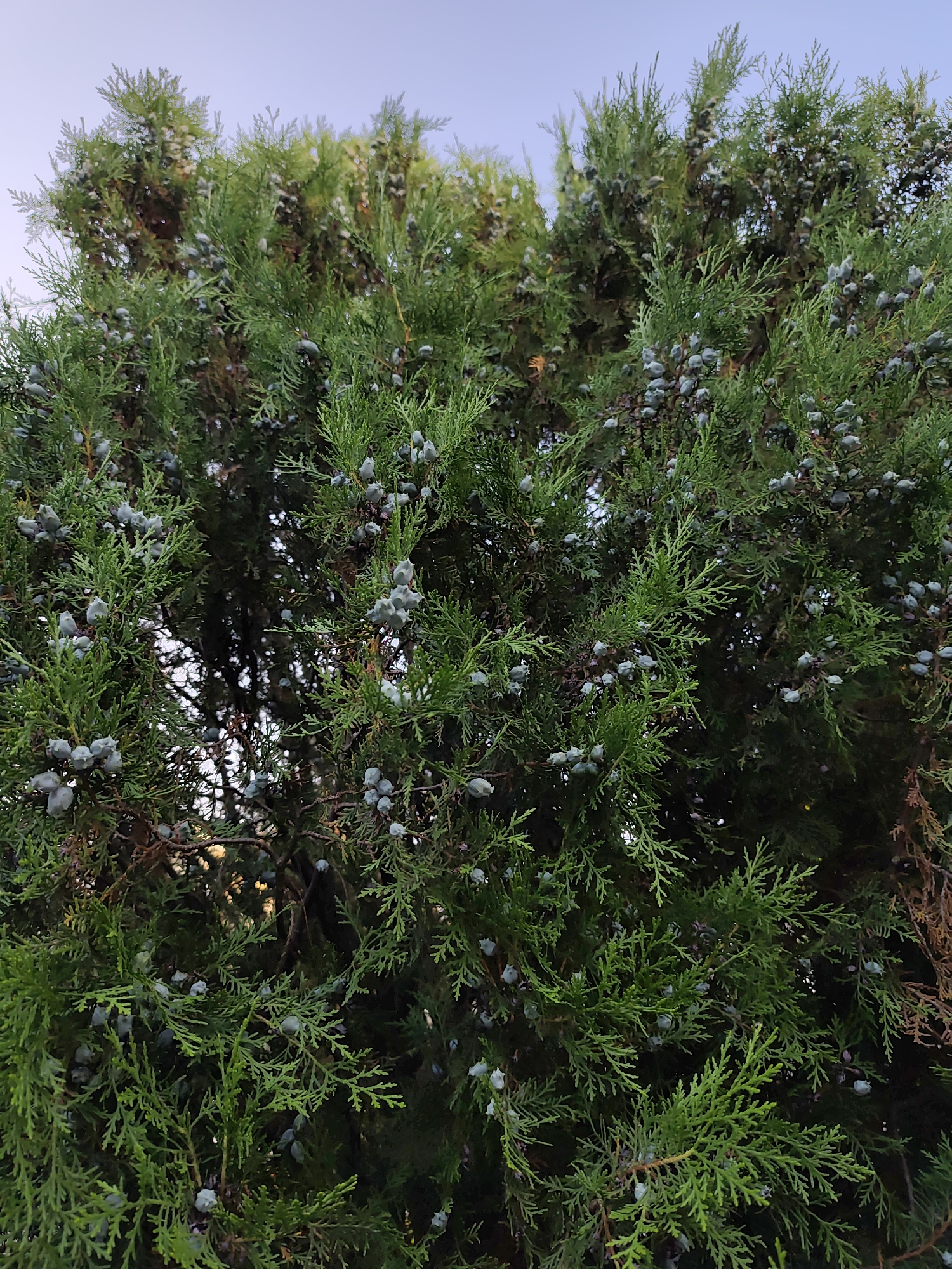 A dense, evergreen tree, likely a cedar or juniper, fills the frame from bottom to top. The branches are covered in vibrant green, feathery foliage and small, bluish-gray berry-like cones. The sky, a pale, clear blue, is visible in the upper portion of the image, suggesting an outdoor setting during daylight hours. There are no people or man-made structures visible. The image appears to be taken in Sochi, Russia, given the context provided.