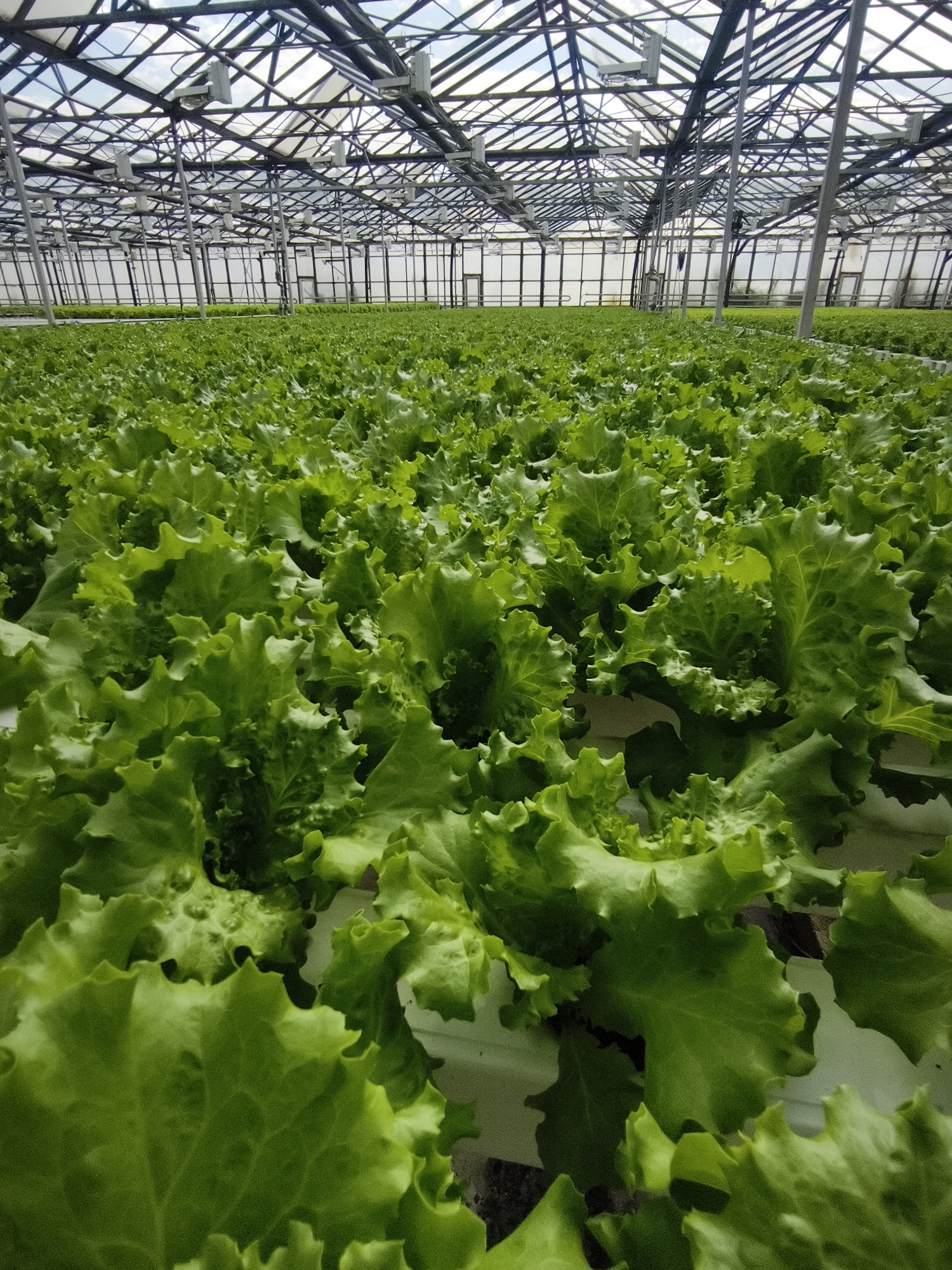The image shows a large greenhouse filled with rows of healthy, green lettuce plants. The plants are lush and appear to be growing hydroponically, as they are arranged in a structured system of white channels. The greenhouse structure is visible in the background, with a metal frame and transparent roofing, suggesting controlled environmental conditions. The lighting appears to be natural daylight supplemented by artificial grow lights mounted on the ceiling. The scene is indoors, within a commercial agricultural facility. There are no people visible in the image. The location is identified as Uzhevka, Russia, implying this is a commercial greenhouse operation in that region.