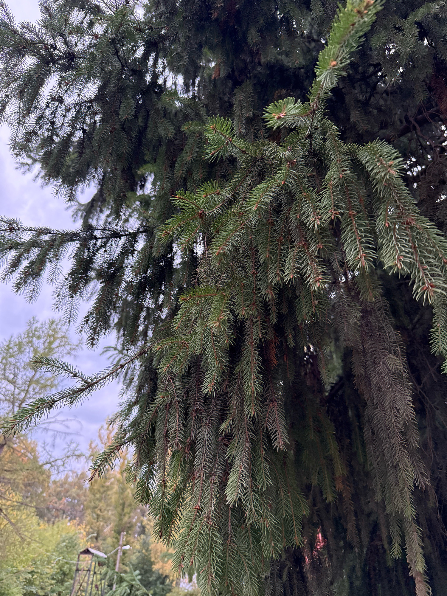 This is a close-up, low-angle, outdoor photograph of dense evergreen tree branches in Rusanovo, Russia. The foliage is predominantly dark green with some lighter green new growth visible. The branches hang downwards, creating a thick canopy that partially obscures the sky and the background. The sky visible through the branches is overcast and a pale grey-blue. In the background, out of focus, are deciduous trees with autumn foliage in shades of yellow and green, and some distant structures including a tall, dark, metal framework that could be part of a hunting blind or observation tower, and a lamppost. There are no people or animals visible in the image. The overall impression is one of dense, natural growth within a park-like or forested setting.