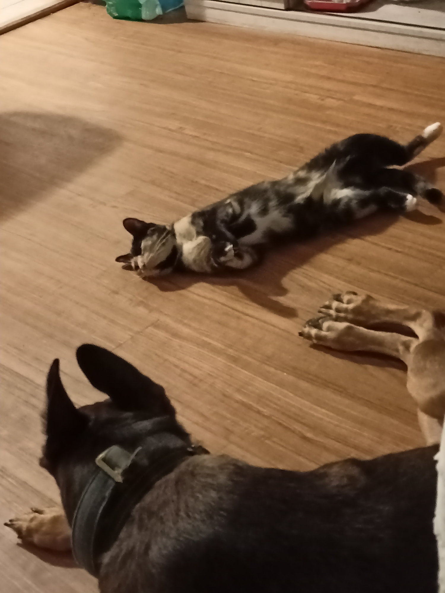 A cat is sprawled on its back on a hardwood floor, with its paws in the air. In the foreground, the back of a black dog's head and collar are visible, also on the floor. The dog's front paws are visible near the cat. The environment appears to be indoors, possibly a home. There are no people visible in the image. The image quality is low, making specific details difficult to discern. The location of Amarillo, United States of America, cannot be determined from the provided image.