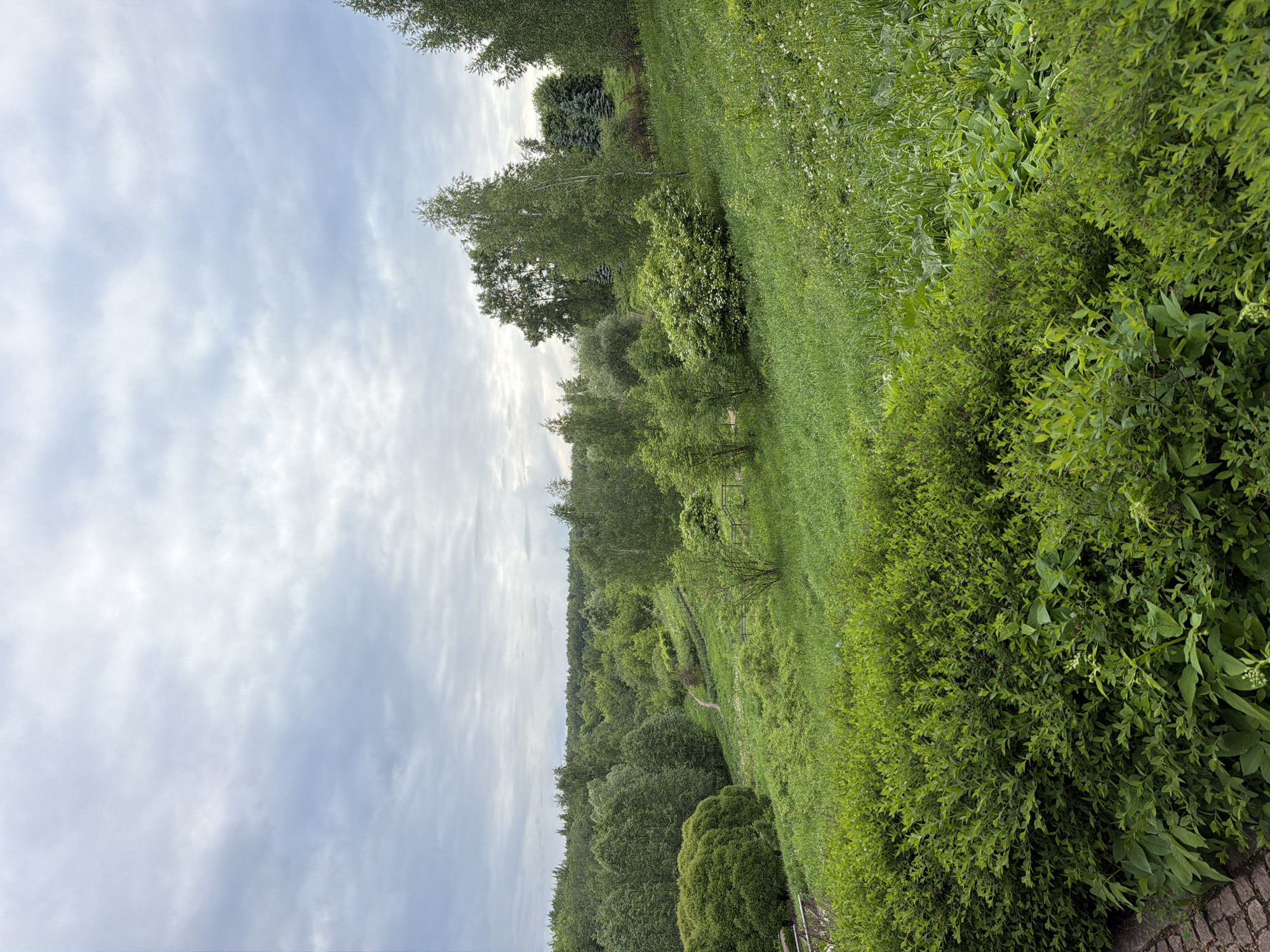The image shows a park landscape in Moscow, Russia. The foreground features lush green bushes and foliage, transitioning to a grassy slope that leads down towards a forested area. A winding path is visible within the wooded section. The background is a cloudy sky.