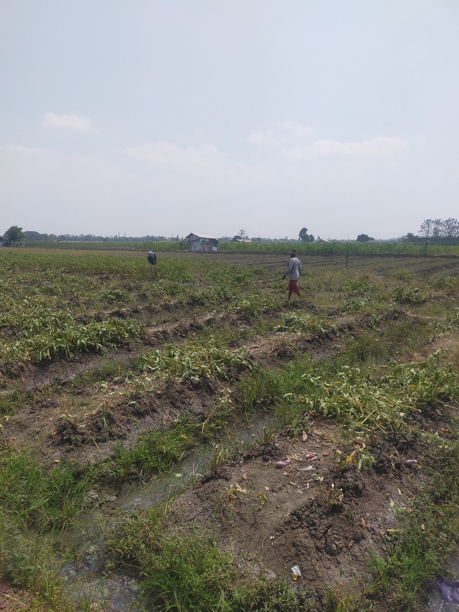 A wide shot captures a rural farm landscape in Pagerbarang, Indonesia, under a hazy sky. The foreground is dominated by rows of dark soil, marked with irrigation furrows and interspersed with patches of green grass. Scattered throughout the field are withered, green plants, some appearing to be recently harvested, with visible purple vegetables on the ground. Two individuals are present in the field. On the right, a person wearing a grey long-sleeved shirt and red shorts walks away from the camera. Further back and to the left, another person in a grey shirt and dark pants appears to be working in the field. In the middle ground, a small, rustic structure with a corrugated metal roof stands amidst the vegetation. The background reveals more cultivated fields, trees, and distant structures, suggesting a farming community. The overall impression is one of agricultural activity in a tropical environment.