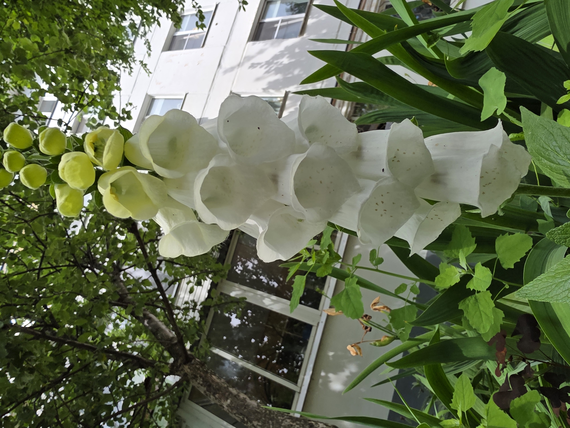This image captures a low-angle view of a cluster of white foxglove flowers in bloom. The flowers are arranged vertically on a stem, with each bloom resembling a bell shape. Some of the upper blooms are still in their bud stage, appearing as pale yellow or light green spheres. The flowers are set against a backdrop of lush green foliage. In the background, a white building with multiple windows is visible, suggesting an urban or suburban setting. A portion of a tree with green leaves and visible branches is also in the frame, partially obscuring the building and adding to the natural element of the scene. The overall impression is that of a garden or green space in front of a building, possibly in the city of Chaikovsky, Russia, given the reference to this location. There are no people or animals present in the image. The lighting suggests it is daytime, possibly overcast as there are no harsh shadows.
