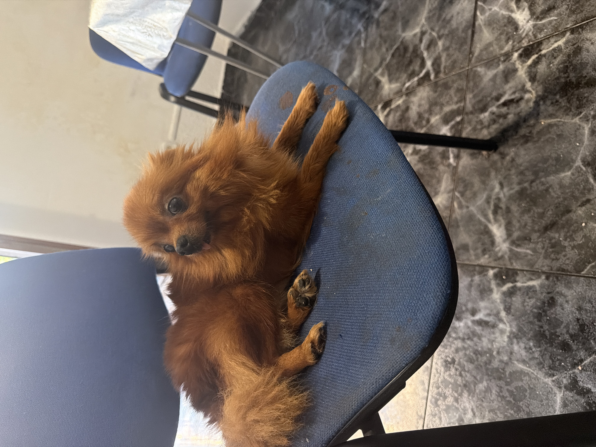 A small, fluffy, brown dog is lying down on a blue chair. The dog is facing to the left of the frame, with its tongue slightly out. Its fur is long and appears to be a reddish-brown color. The chair is fabric-covered and appears to be in an indoor setting. The floor is tiled with a dark gray and white marble pattern. In the background, another blue chair is visible, partially covered by a white cloth. The walls appear to be a light, textured color. The image is taken from a slightly elevated angle, looking down at the dog and the chair. There is no visible indication of the dog's specific breed, but it resembles a Pomeranian. The overall lighting suggests an indoor environment, possibly a waiting room or office. The location is identified as Hostalric, Spain, though no specific landmarks confirm this.