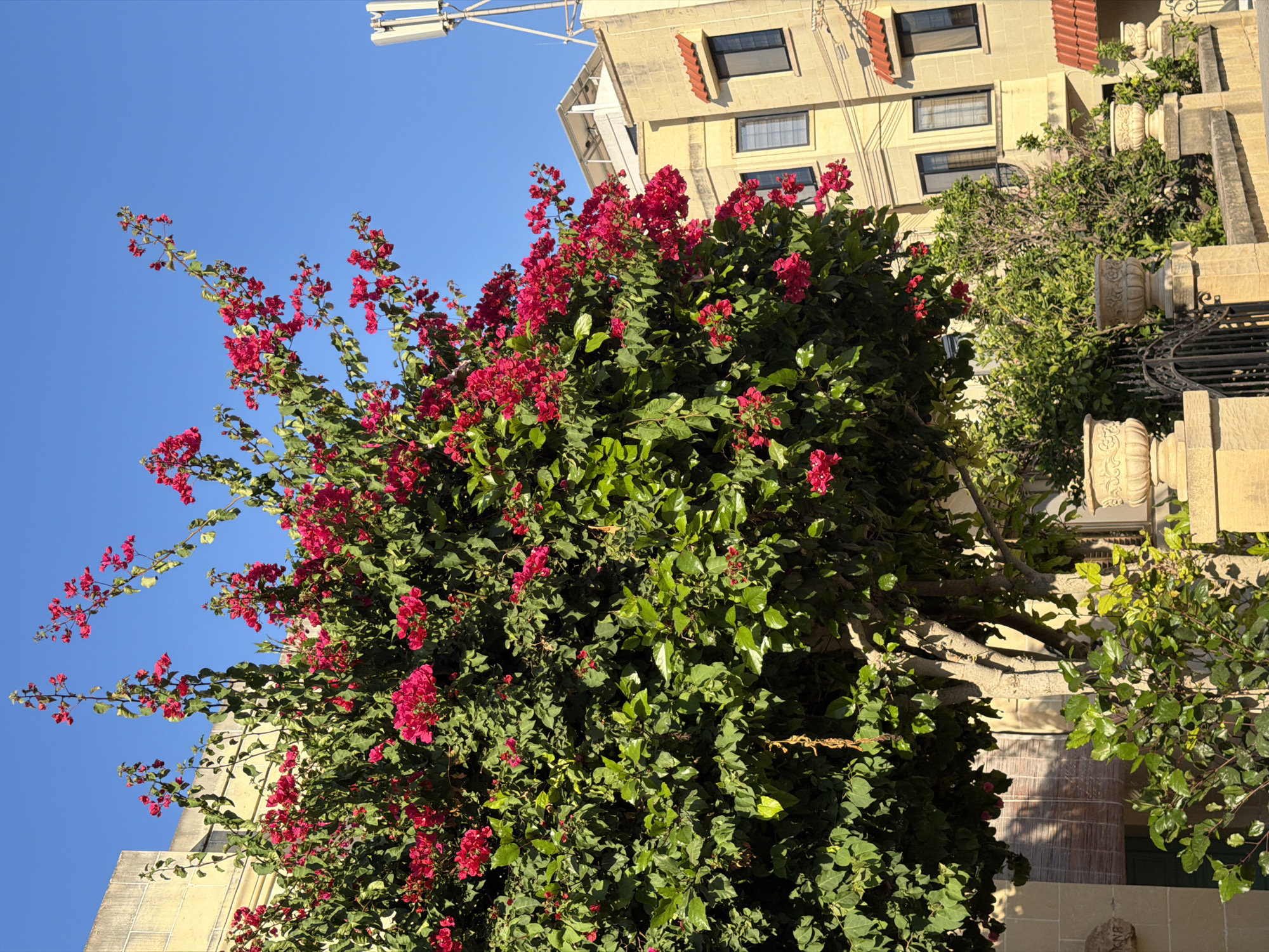 The image depicts a vibrant bougainvillea tree with bright pink flowers in full bloom, dominating the foreground against a clear blue sky. The tree is situated in front of a light yellow building with multiple windows and a red-tiled roof. To the right of the building, a modern telecommunications tower is visible. In the lower portion of the image, a stone wall with decorative urns and an ornate black metal gate can be observed, suggesting an entrance to a property or garden. The scene suggests a sunny day in a Mediterranean urban or suburban environment, likely Xagħra, Malta, given the architectural style and vegetation. There are no people or animals visible in the frame.
