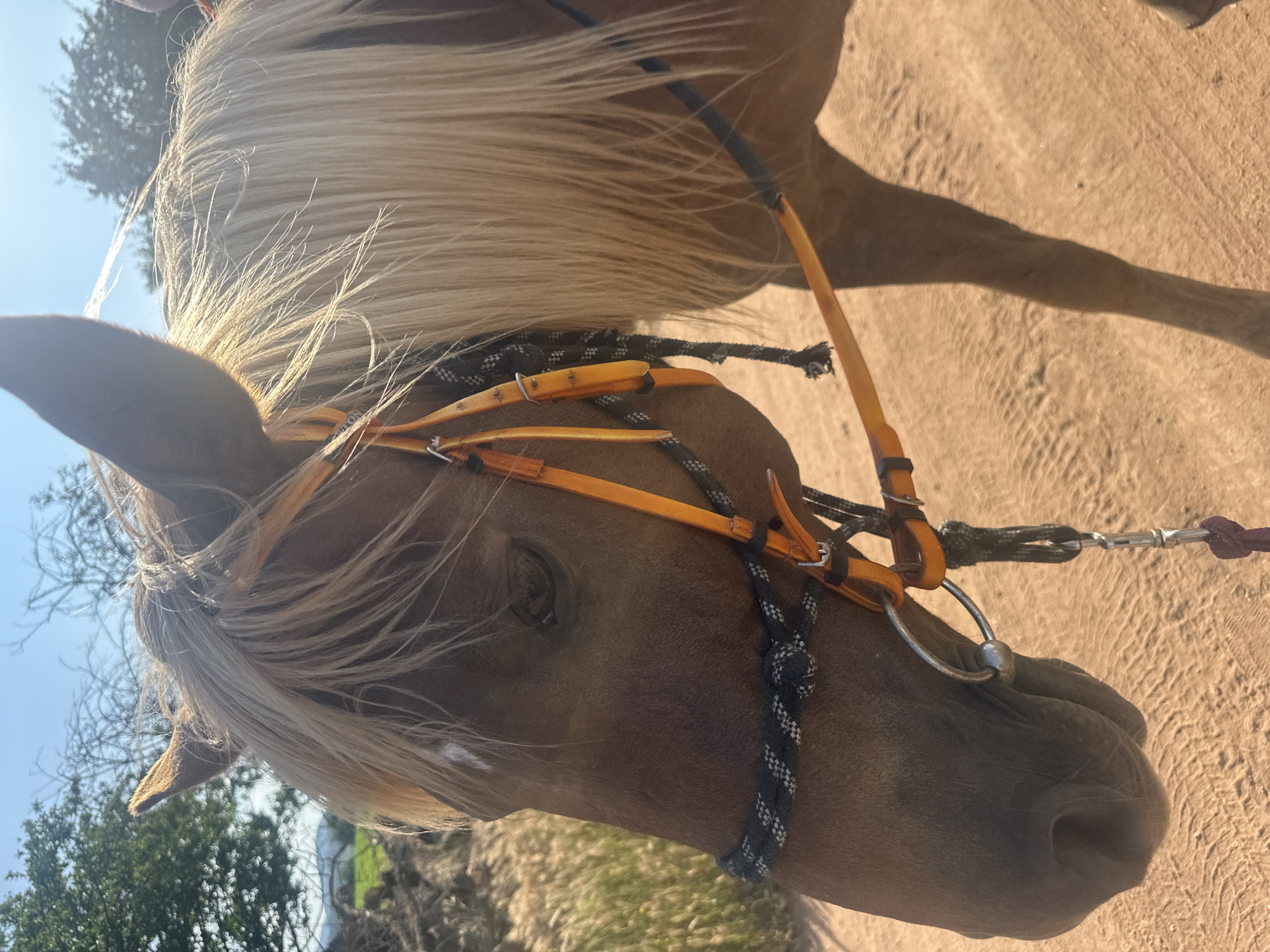 A close-up, eye-level, medium shot captures the head and partial body of a brown horse wearing an orange and black bridle. The horse's mane is a light blonde color and is slightly windswept. The horse is facing left, with its head lowered. The bridle has orange straps and a black rope noseband. A metal bit is visible in the horse's mouth. The background consists of a dirt road, dried grasses, and trees under a clear blue sky. The scene appears to be outdoors, possibly in a rural area. The image is well-lit, with sunlight casting shadows. No people are visible in the frame. The location is identified as Voynegovtsi, Bulgaria, suggesting a rural or semi-rural setting in that region.