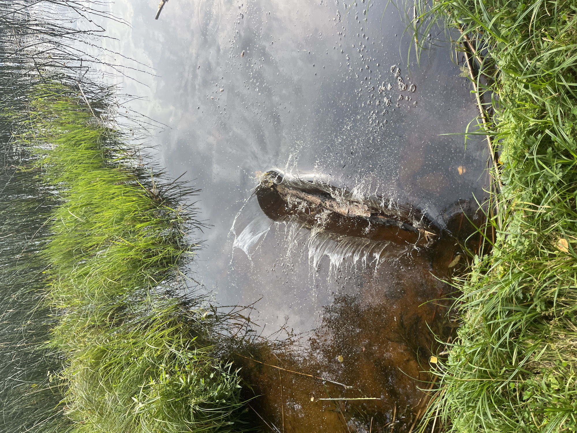 A log is partially submerged in dark, still water, creating a significant splash and ripples. Lush green grasses and reeds line the edges of the water body, with some reeds also visible growing directly in the water. The water reflects the overcast sky. The scene appears to be a natural body of water, possibly a pond or slow-moving stream, located in a rural or natural setting within Pillapalu, Estonia.