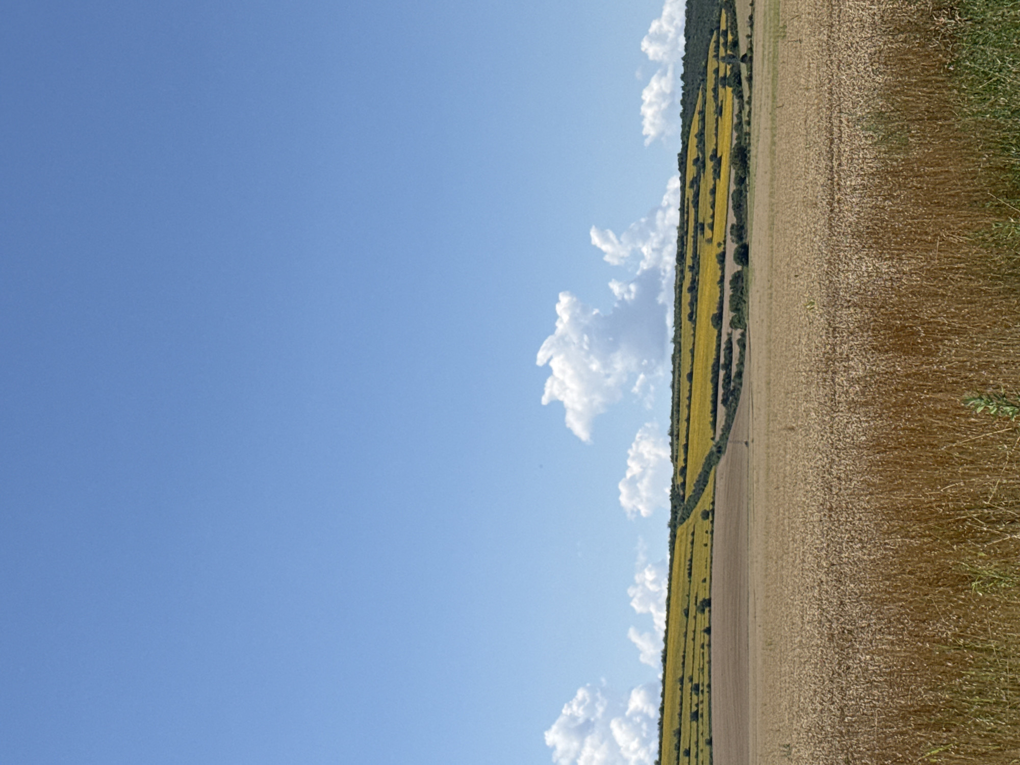 The image depicts a rural landscape in the vicinity of Loznitsa, Bulgaria. In the foreground, a field of ripe wheat, golden brown, stretches across the frame. Beyond the wheat field, rolling hills are visible, with fields of bright yellow flowers, likely sunflowers, planted in terraced patterns. Scattered trees and bushes dot the landscape between the fields and on the slopes of the hills. The sky above is a clear, vibrant blue, with a few scattered white clouds. The scene appears to be captured on a sunny day. There are no people or animals visible in the image. The overall impression is one of a tranquil, agricultural setting.