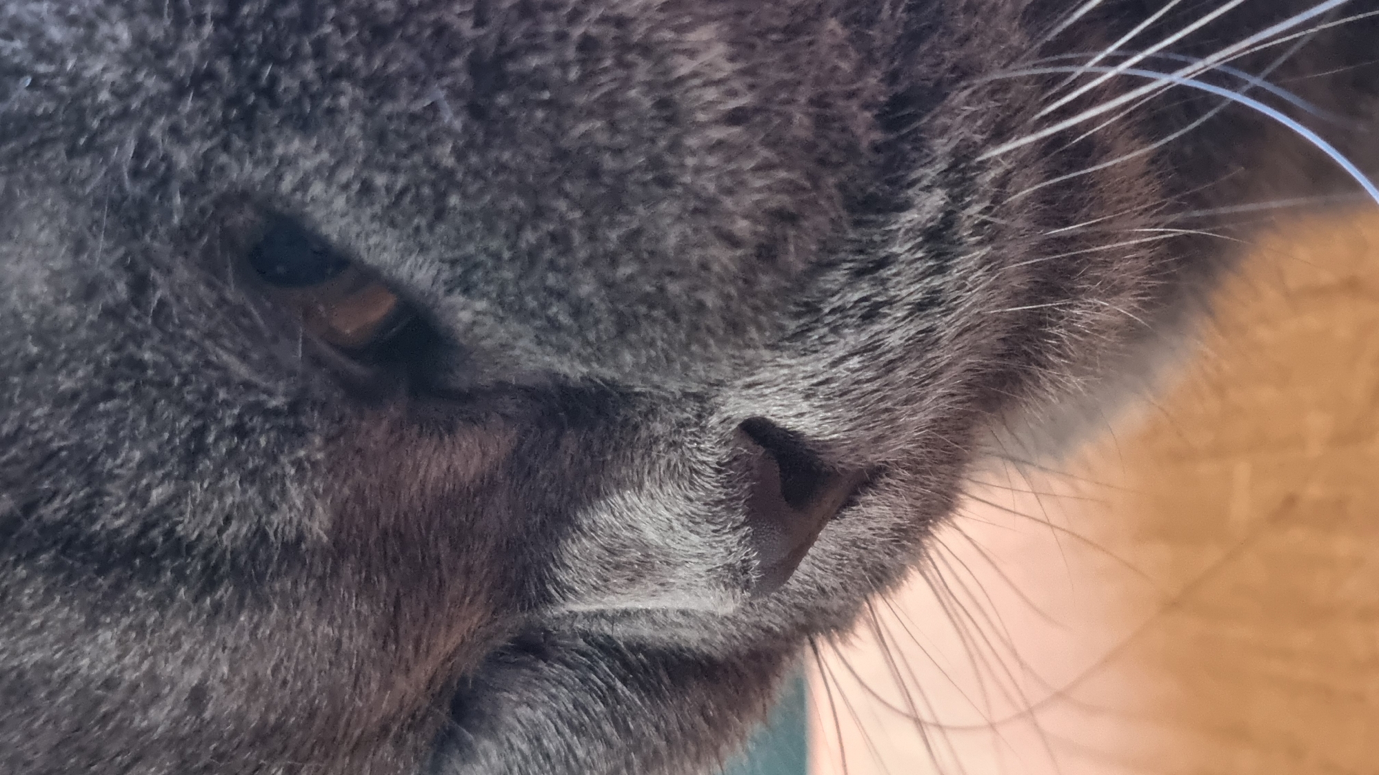 A close-up, side-view photograph shows the left side of a gray cat's face. The cat's eye is visible and appears to be amber-colored. Its nose is dark and triangular. The cat's fur is dense and short. Long, white whiskers extend from the cat's muzzle. The background is blurred and appears to be a light brown surface. The image does not contain any information about the city of Vysokoe, Russia, or any forensic details.