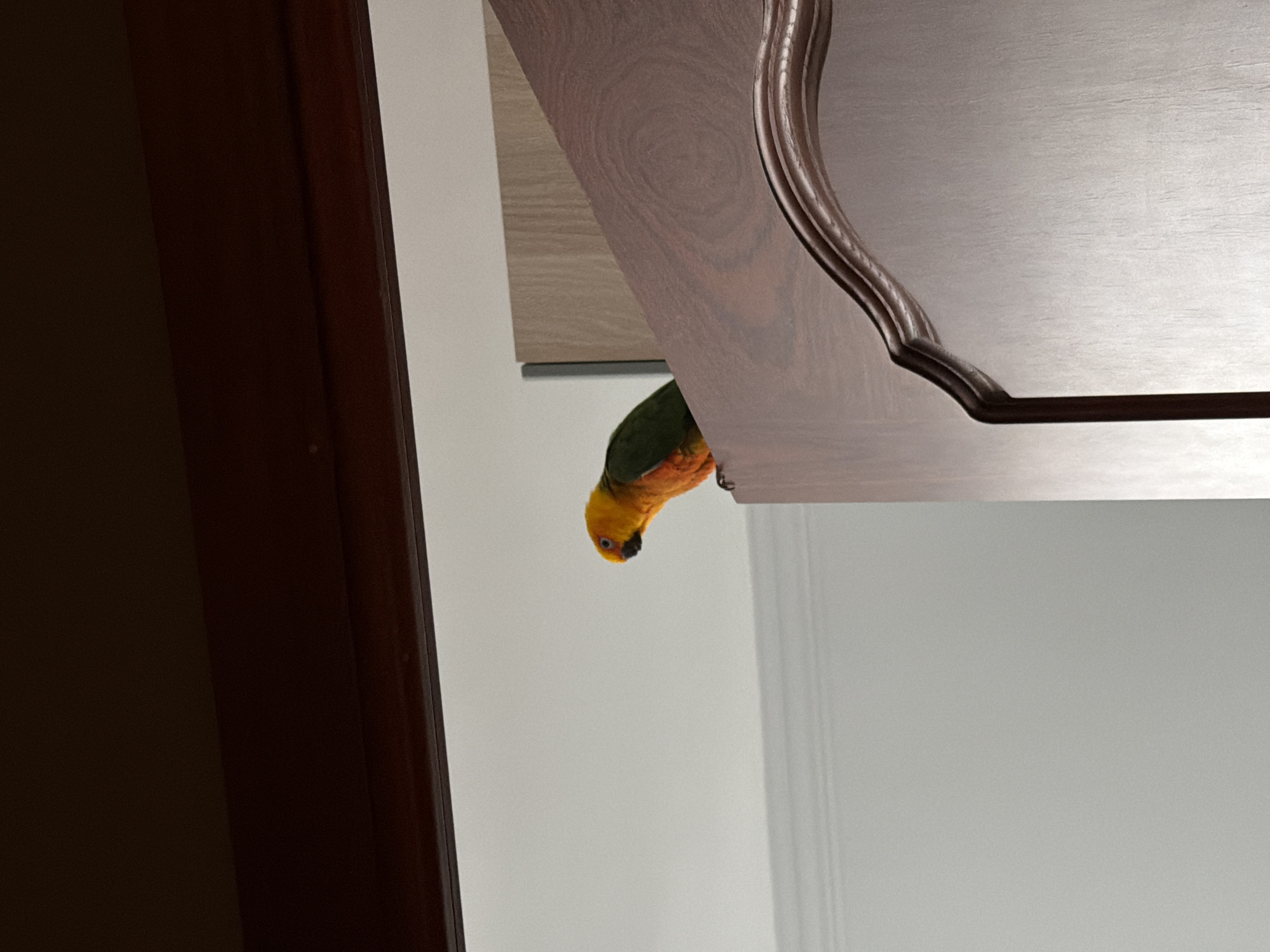 A Sun Conure parrot is perched on the bottom edge of an open, light-colored wooden cabinet door. The door has a decorative, dark wood trim. The background is a light gray or white wall. A dark brown doorframe is partially visible on the left side of the image. The location and city are not determinable from the image.