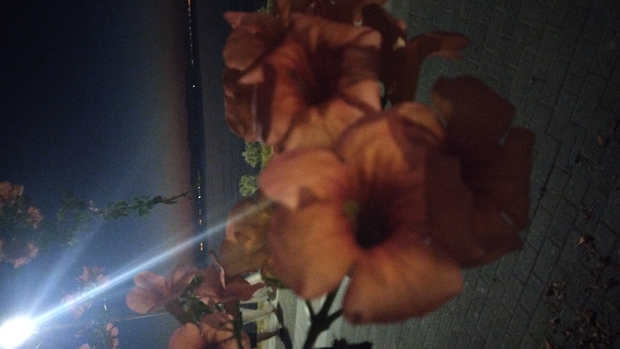 This image captures a close-up view of several large, bell-shaped, orange-pink flowers in the foreground, likely at dusk or night given the dark sky and artificial light source visible at the top left. The flowers are soft and slightly out of focus, suggesting shallow depth of field. Behind the flowers, a body of water is visible, with a distant shoreline dotted with lights, indicating a city or town. The terrain in the immediate foreground appears to be paved with interlocking bricks, with some fallen leaves scattered on the ground. In the mid-ground, partially obscured by the flowers and the low light, are the legs and lower torsos of at least two individuals standing on the paved area. The presence of the water and distant lights, combined with the overall ambiance, suggests a waterfront location. Specifically, considering the location of Perea, Greece, this scene likely depicts a public space, such as a promenade or park, situated along the Thermaic Gulf. The lighting suggests it could be a street lamp or an outdoor fixture illuminating the flowers and walkway. The overall impression is one of a tranquil, possibly evening, urban setting by the sea, with a focus on the natural beauty of the flowers.