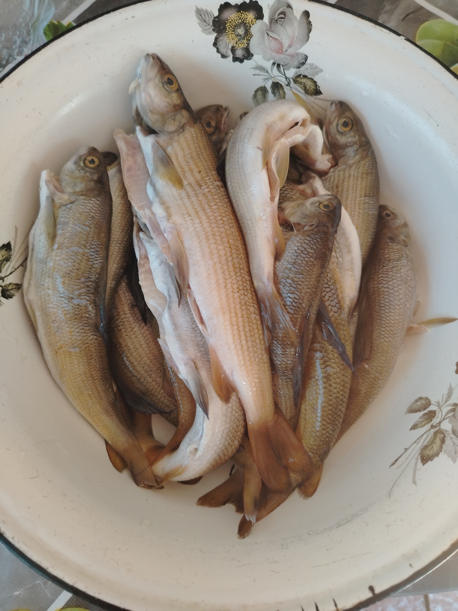 A bowl of freshly caught fish sits on a table. The bowl is white with a floral design around the rim. The fish are a variety of sizes, some with scales and others appearing to be filleted. The table appears to be made of wood. The image was taken in the city of Iodro, Russia.