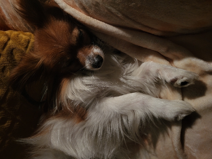 A small, brown and white Papillon dog sleeps soundly, nestled among soft, neutral-toned blankets. The dog's head is dark, and its face is partially obscured by shadows. Long, white fur accents its body, contrasting with a mustard-colored fabric behind its head. The paws are visible, folded gently against the beige background. The scene exudes warmth and tranquility.