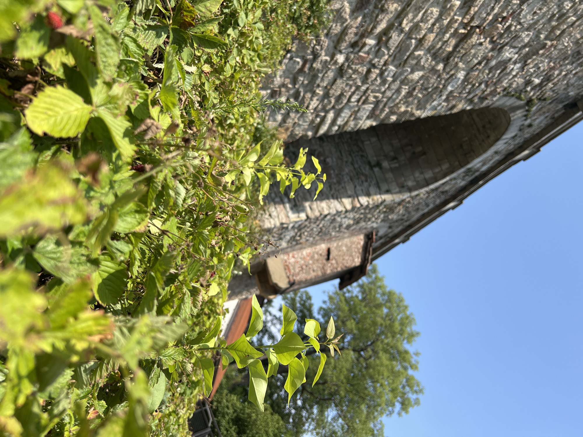 The image depicts an outdoor scene with a low-angle view of lush green foliage in the foreground, obscuring much of the ground. Behind the foliage, a large stone structure, likely an aqueduct or bridge, dominates the left side of the frame. The stonework is rough and appears aged, with an arched opening visible within its structure. A section of exposed brickwork is present on the side of the stone structure, indicating different building phases or repairs. In the background, a large tree with green leaves stands against a clear blue sky. A portion of a red-tiled roof is also visible behind the foliage, suggesting nearby buildings. The overall environment appears to be a park or natural area adjacent to historical architecture. This location is identified as being in Náchod, Czechia.