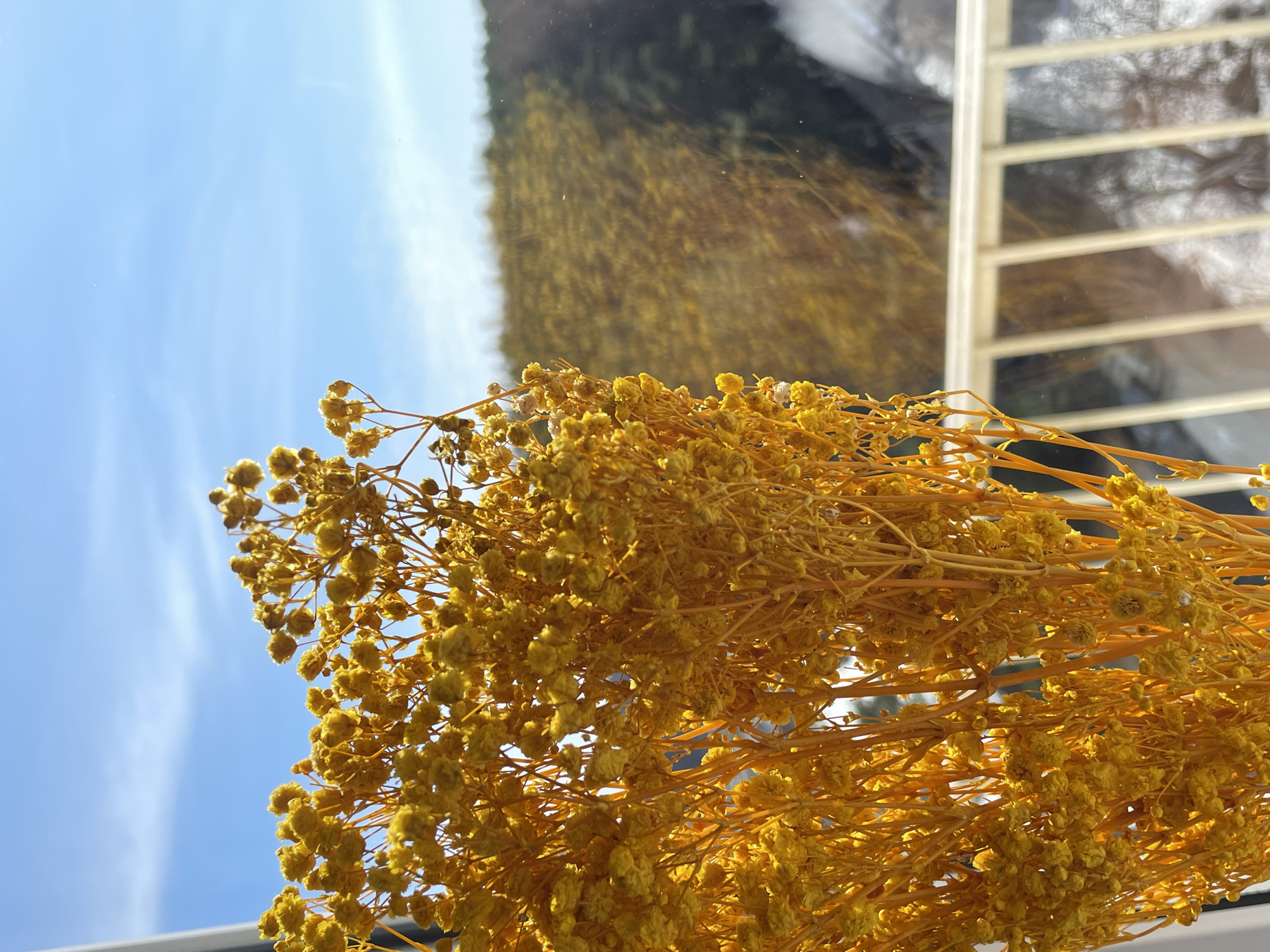 A close-up, slightly tilted view features dried yellow flowers filling the foreground. Thin, yellow stems support dense clusters of tiny yellow blossoms. Behind the flowers, a bright blue sky with a few white clouds is visible, implying an outdoor setting. Reflections on what appears to be a window reveal an out-of-focus cityscape and white window frames or building structure. There is no indication of the location being Izhevsk, Russia, or any people in the image. The primary subject is the dried flowers against a mixed backdrop of the sky and cityscape reflection.