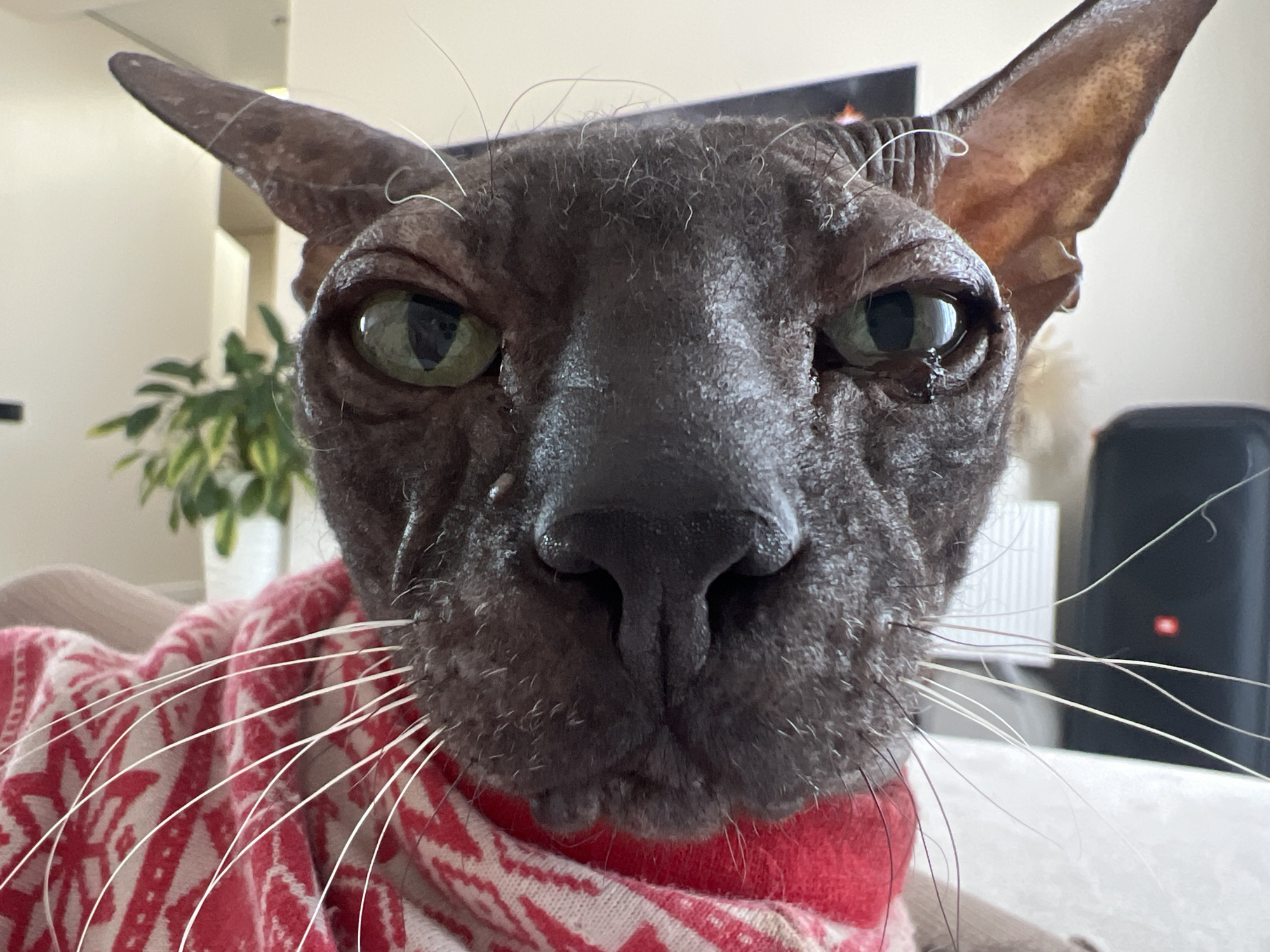 A close-up photograph features a hairless Sphynx cat with green eyes, wearing a red and white patterned sweater. The cat's face dominates the frame, with its large nose and wrinkled skin prominently displayed. White whiskers extend from its cheeks. The background is blurred, but a green leafy plant is visible on the left, and a dark object is partially visible on the right. The location in the city of Votkinsk, Russia is not ascertainable from the provided image.