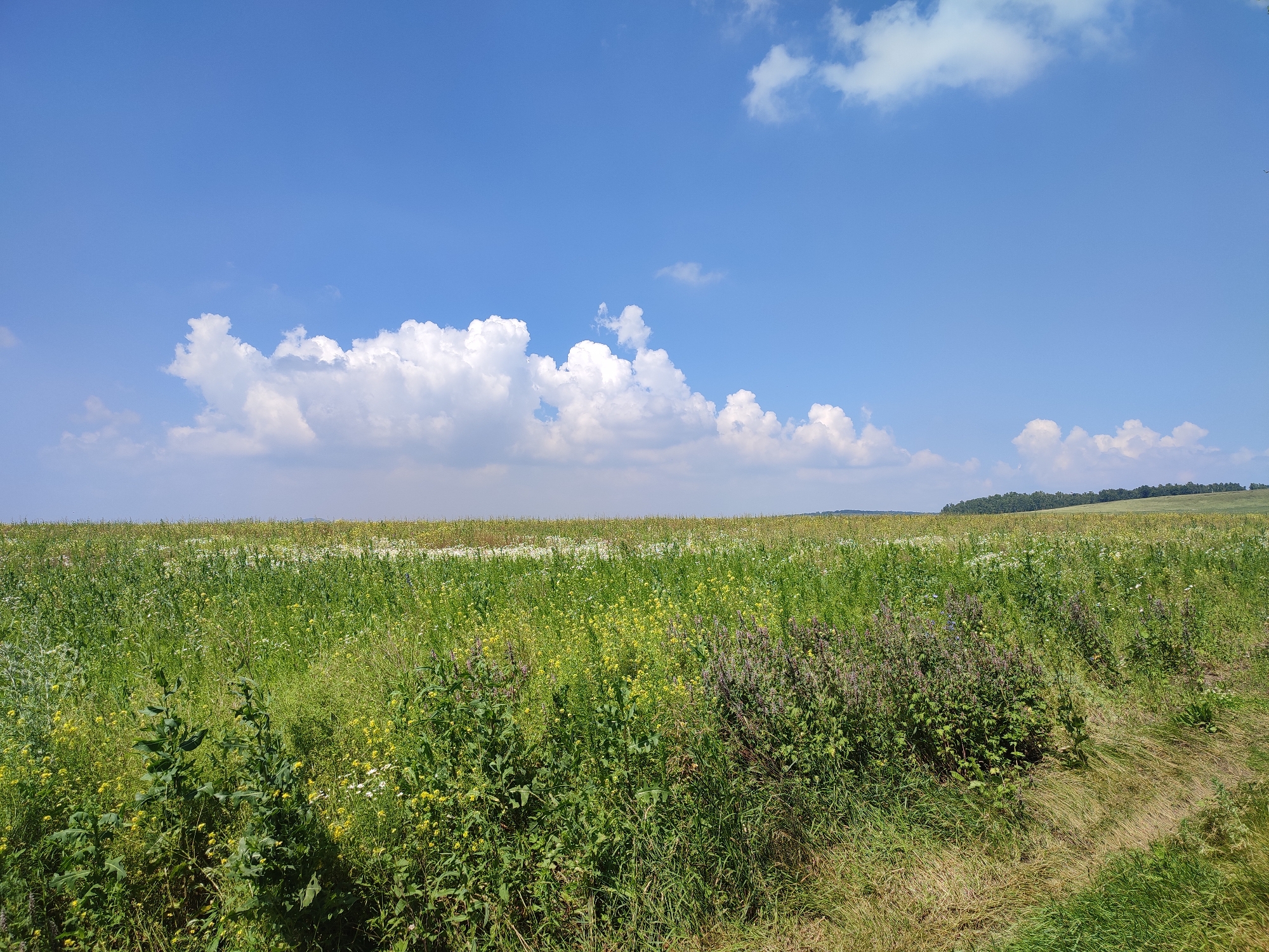 The image depicts a wide, open field under a bright blue sky with scattered white clouds. The field is covered in lush green grass and various wildflowers, with some areas appearing slightly taller and more overgrown than others. In the distance, a gentle rolling hillside is visible, topped with a line of dark green trees. The overall impression is one of a natural, undeveloped landscape. The image does not contain any explicit indications of a specific city, including Bakhmut, Russia, or any elements that would suggest its location within a city.