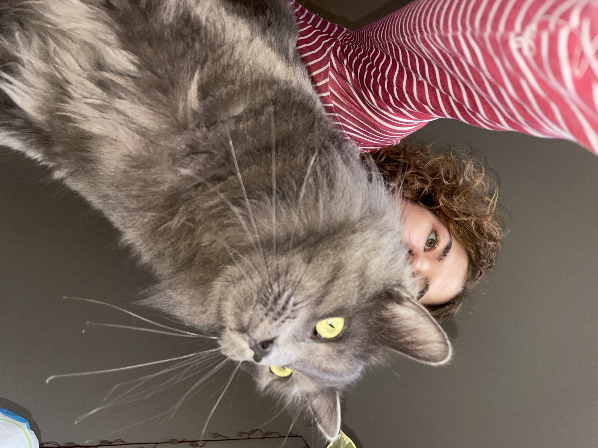 This indoor photograph, taken in Boreti, Montenegro, captures a low-angle perspective of an adult female partially obscured by a long-haired grey cat. The female, visible in the upper left, displays curly brown hair and wears a red and white horizontally striped long-sleeved garment. Her arm position is consistent with holding a camera upwards. The cat, occupying the central and right foreground, is predominantly grey with subtle fur variations, possesses bright yellow-green eyes, and prominent long white whiskers. Its head is turned right, with ears erect and a focused gaze. The background consists of a plain grey surface, with a minimal green leaf element faintly visible in the upper right and a partially obscured patterned object in the lower right corner.