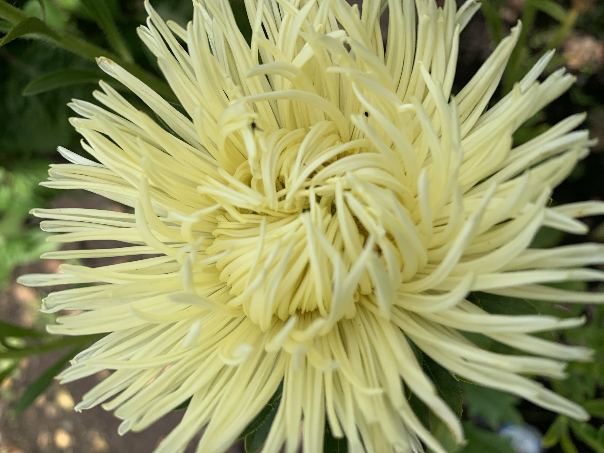 A close-up, high-angle shot captures a light yellow aster flower in full bloom. The delicate, spidery petals radiate outwards from the center, with some petals curled and others straight. The background is a soft blur of green foliage and brown earth, suggesting an outdoor garden setting. The image is devoid of any human presence or urban elements, making it impossible to determine a specific location within Novostroika, Russia. The focus is entirely on the intricate details and soft colors of the flower.