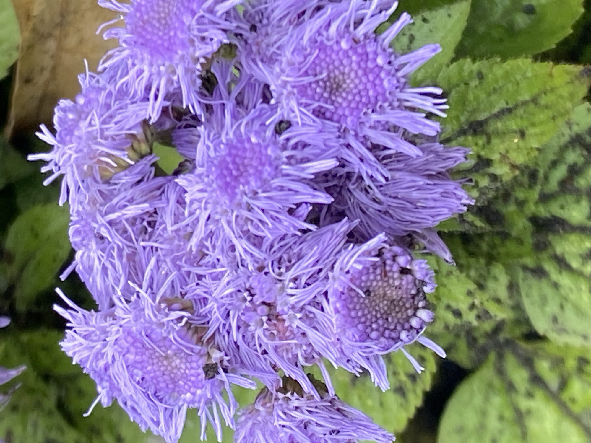 The image shows a close-up view of a cluster of bright purple Ageratum flowers. The flowers have a fluffy, almost fuzzy appearance with many delicate, thread-like petals radiating from a central core. The central cores of some of the flowers are visible and appear to be textured, with small, bead-like structures. The background consists of green leaves with dark, irregular splotches. The lighting appears to be natural, highlighting the texture and color of the flowers. The scene is static and does not depict any action or interaction. This image was captured in Novokuznetsk, Russia, within a natural outdoor setting, likely a garden or park.