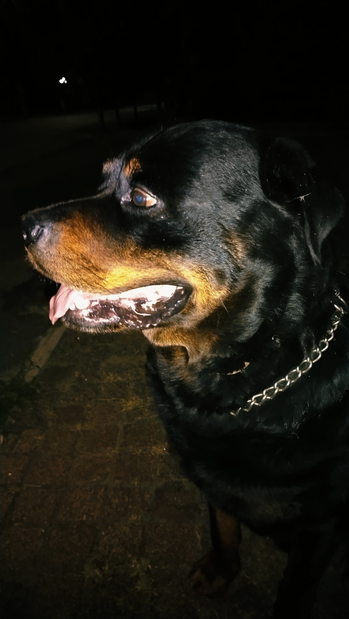 A Rottweiler dog is shown in profile at night in the city of Horishni Plavni, Ukraine. The dog is wearing a silver chain collar. Its mouth is open, and its pink tongue is visible. The dog's fur is black with tan markings on its face and chest. The background is dark, with some blurred lights visible in the distance. The ground appears to be paved with stones or concrete, with some grass growing between the cracks. The overall lighting suggests it is nighttime, possibly with some artificial light sources present, indicated by the subtle illumination of the dog's face and surroundings.