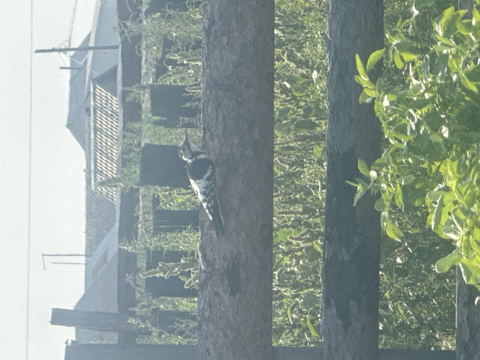 A light-colored bird with black markings is perched on a thick, weathered wooden fence. The bird is positioned horizontally on the fence, facing left. Behind the fence, a dense green area of vegetation is visible, with some plants bearing feathery seed heads. In the background, the roofs of several buildings with pitched roofs can be seen under a hazy sky, suggesting a rural or semi-rural setting. The overall scene appears to be outdoors during daylight. The location is identified as Maksimovshchina, Russia.