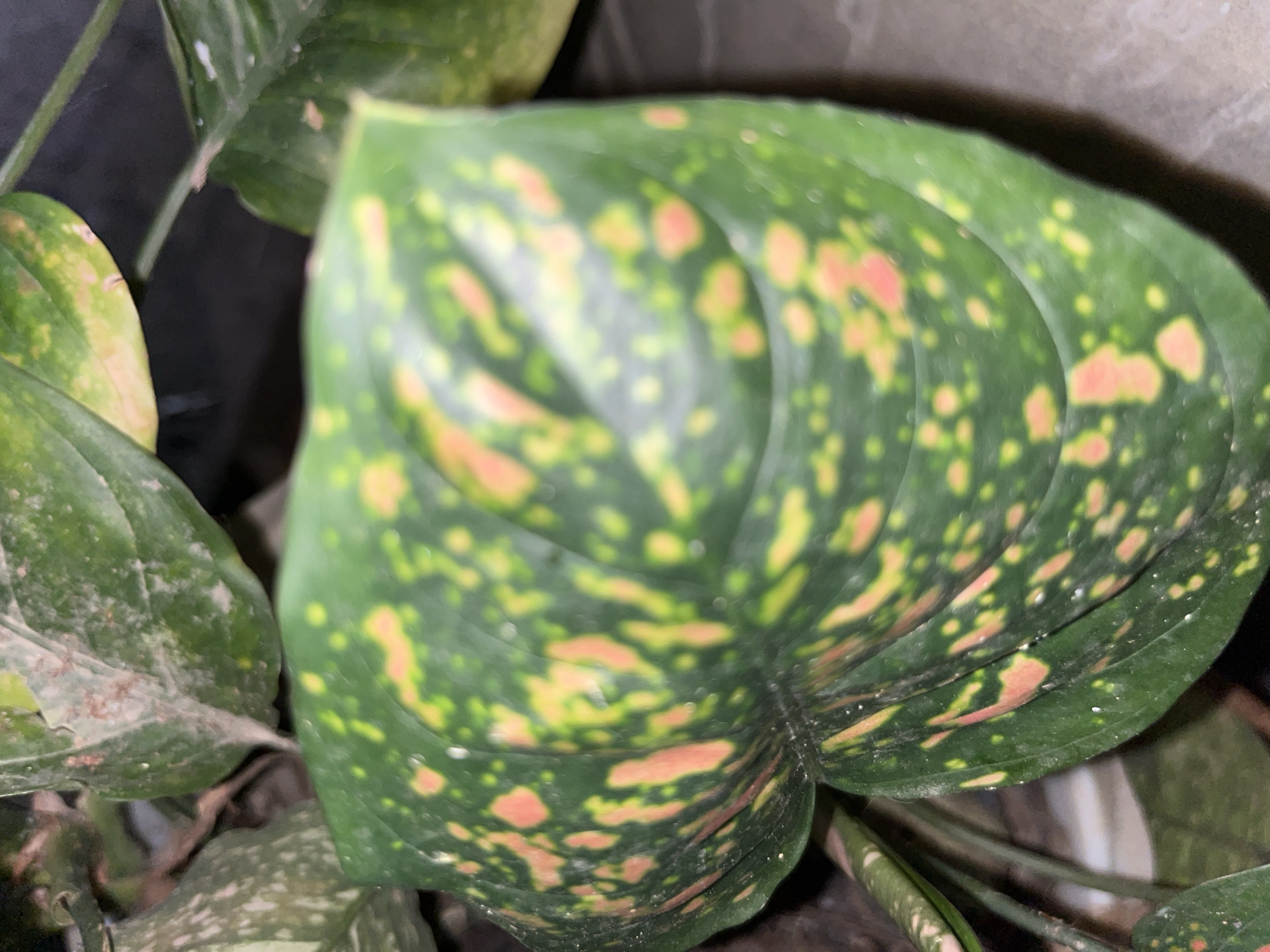 A close-up, overhead shot focuses on a large, variegated green leaf with irregular splotches of pink and yellow. The leaf is deeply veined and curves slightly downwards. Behind the prominent leaf, other unfocused leaves of the same plant are visible, some appearing lighter green with similar splotching. The background is dark and blurred, suggesting an indoor environment or a shaded outdoor area. The scene does not contain any elements that would suggest a specific location in Lhokseumawe, Indonesia.