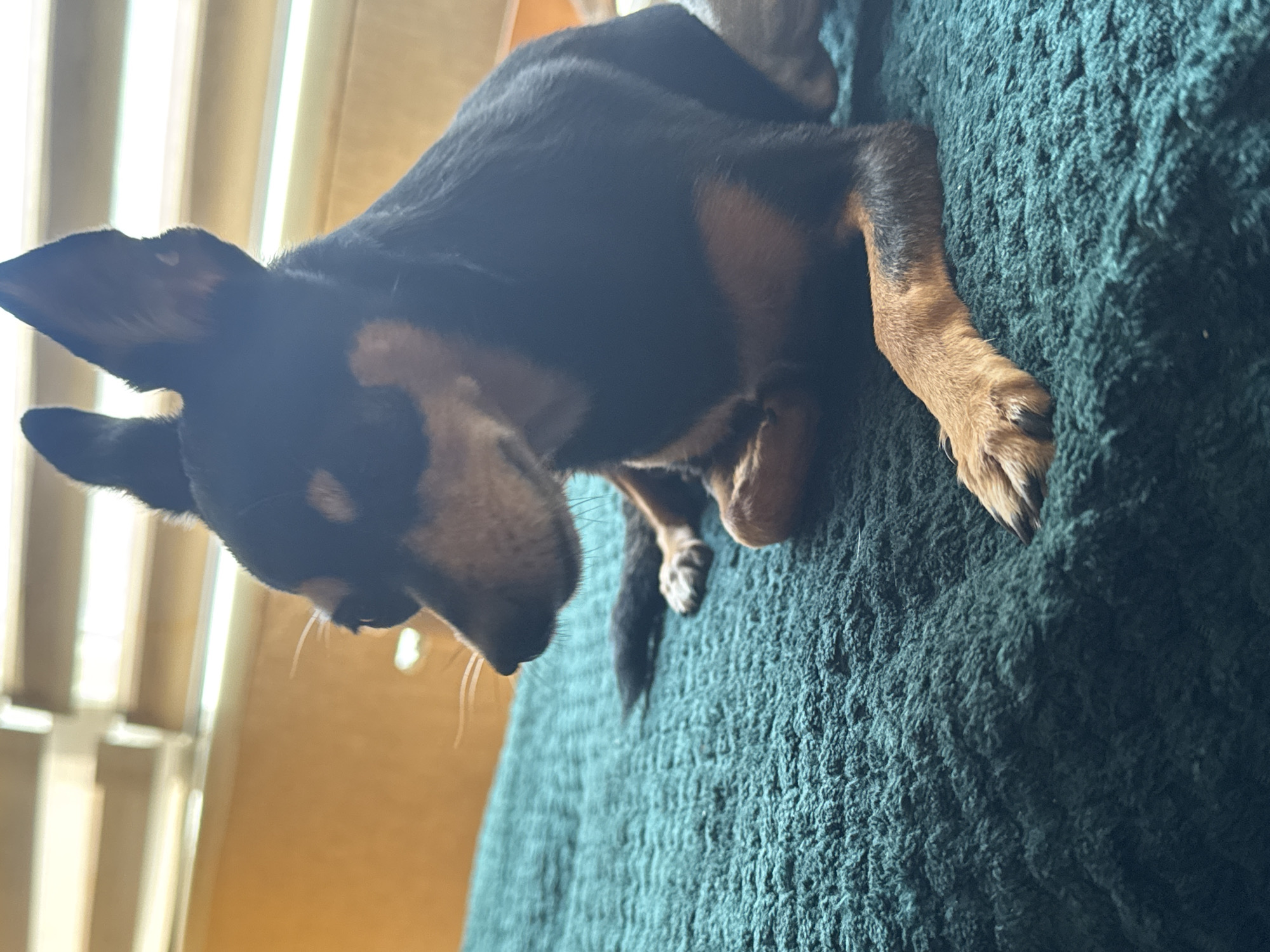 A small black and tan dog is resting on a teal blanket. The dog is facing to the left, with its head tilted down. Its ears are perked up, and its eyes are partially closed. The dog's paws are tucked underneath its body. The background is blurred, but appears to be an indoor setting with blinds on a window. The image was taken in Sofia, Bulgaria.