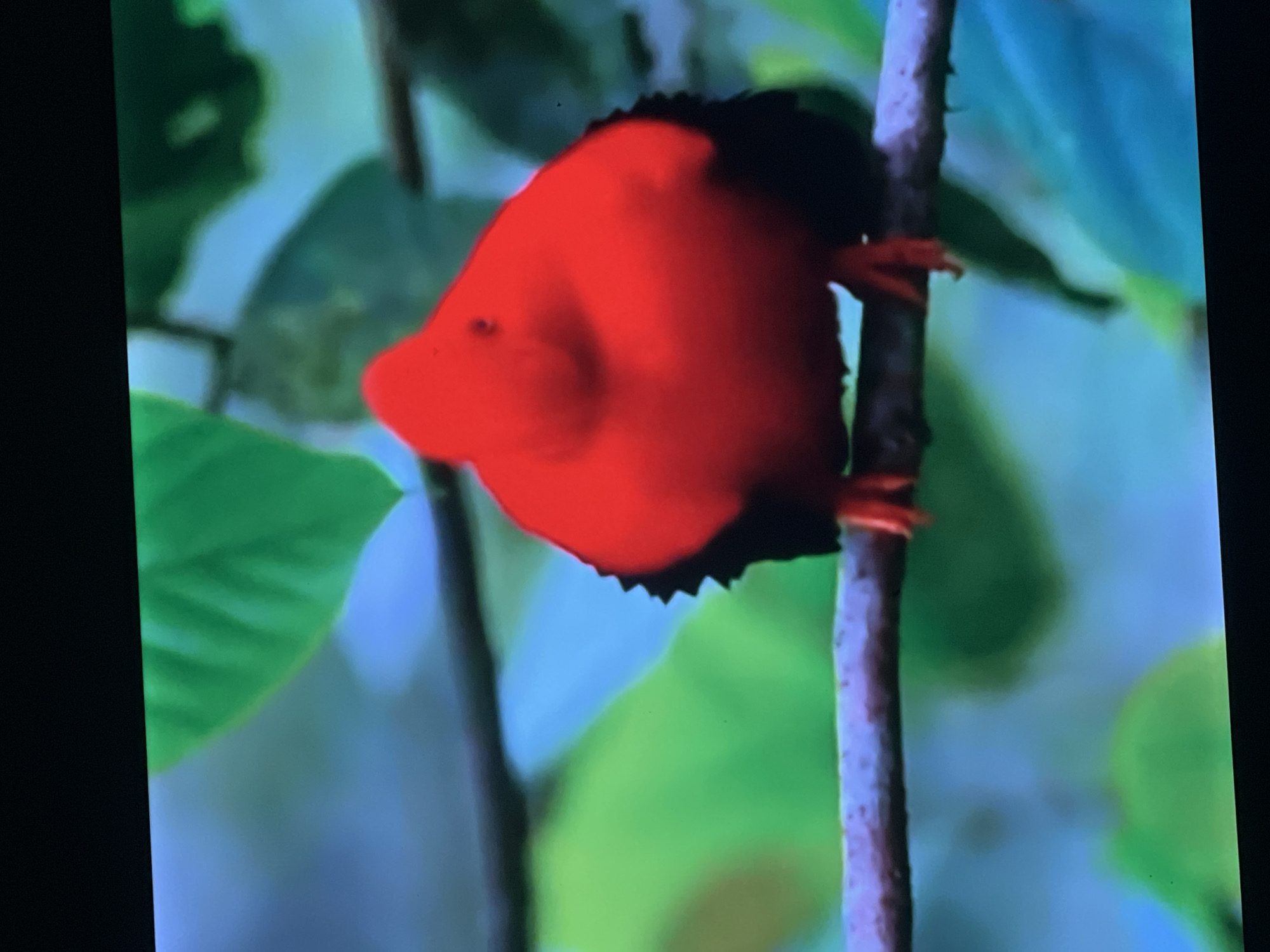 This is a close-up, medium-angle shot of a bright red bird perched on a branch. The bird has a rounded body and black fringed feathers around its neck. Its legs and feet are orange. The background is a blur of greens and blues, suggesting foliage and sky. There are no identifiable landmarks or elements that would place this image in Casablanca, Morocco. The scene is devoid of any human presence or activity.