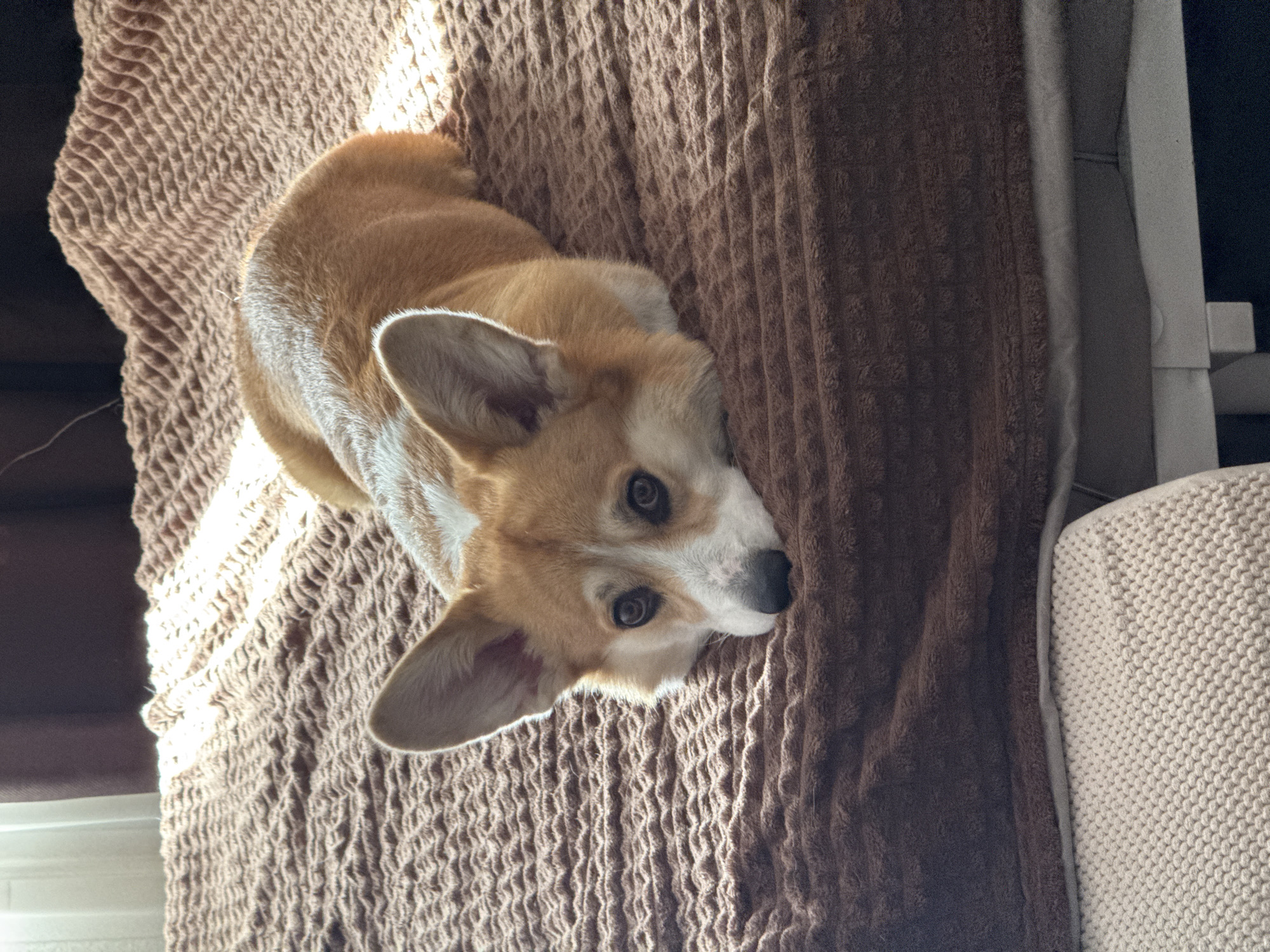 A corgi dog with tan fur, white markings, and erect ears lies on a brown textured blanket. The dog is looking up towards the camera with both eyes visible. Part of a cream-colored cushion and a white bed frame are visible to the right of the blanket. Part of a window frame can be seen to the left of the blanket.