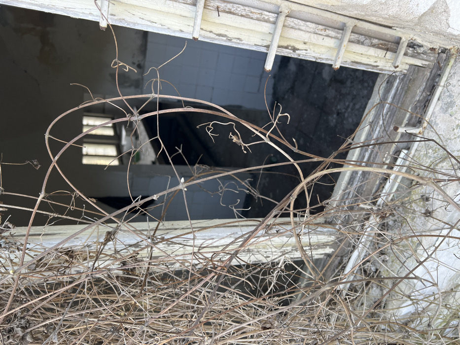 The image depicts a close-up view through an open, dilapidated window of an abandoned building in Stoianovo, Bulgaria. The foreground is dominated by a dense, dry tangle of bare, brown leafless vines and branches. Some thicker vines curve to form an arch-like opening in the center. Behind the vines, a white-painted wooden window frame with peeling paint and visible deterioration is present, missing its glass panes. The right side of the frame shows remnants of a shutter or additional wooden slats, secured with exposed nails. Through the open window, the interior of a derelict structure is visible. The immediate interior room features light-colored, possibly faded blue or white, tiles on the lower portion of the walls. The floor inside is dark and appears to be concrete or rough ground. In the deeper background, another room is partially visible, illuminated by natural light entering through a window opening on its far wall. No individuals, specific actions, or interactions are present. The scene indicates significant neglect and decay.