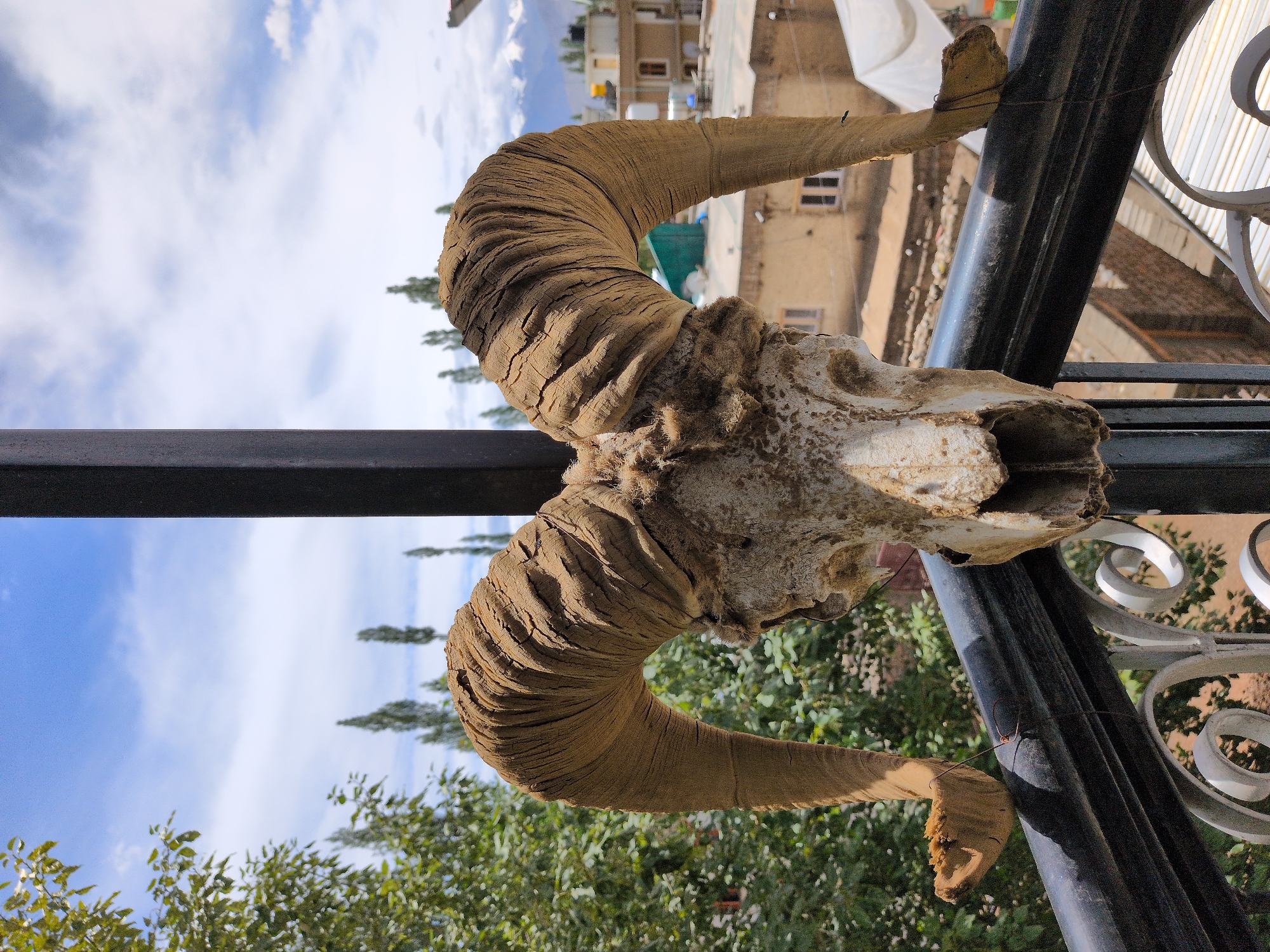 This is a close-up, eye-level, outdoor shot of a ram's skull with large, curved horns, displayed on a dark metal railing. The skull is mounted facing the camera, with the horns arching upwards and outwards. The texture of the horns is rough and segmented, suggesting age and a natural, organic material. Some fur and dried skin are still attached to the skull.
Behind the skull, the background is a mixture of natural and urban elements. A lush green tree with dense foliage occupies the left side of the frame. Beyond the tree, the middle ground shows a collection of buildings with flat roofs and windows, indicative of a town or city. In the distance, majestic, snow-capped mountains rise against a bright blue sky dotted with white, fluffy clouds.
The scene is framed by a black metal railing in the foreground, which has decorative white metalwork below it. The overall impression is of a cultural display or decoration set against a scenic backdrop in Leh, India, a city known for its mountainous terrain and Buddhist heritage. The lighting suggests it is daytime, with bright sunlight creating shadows.