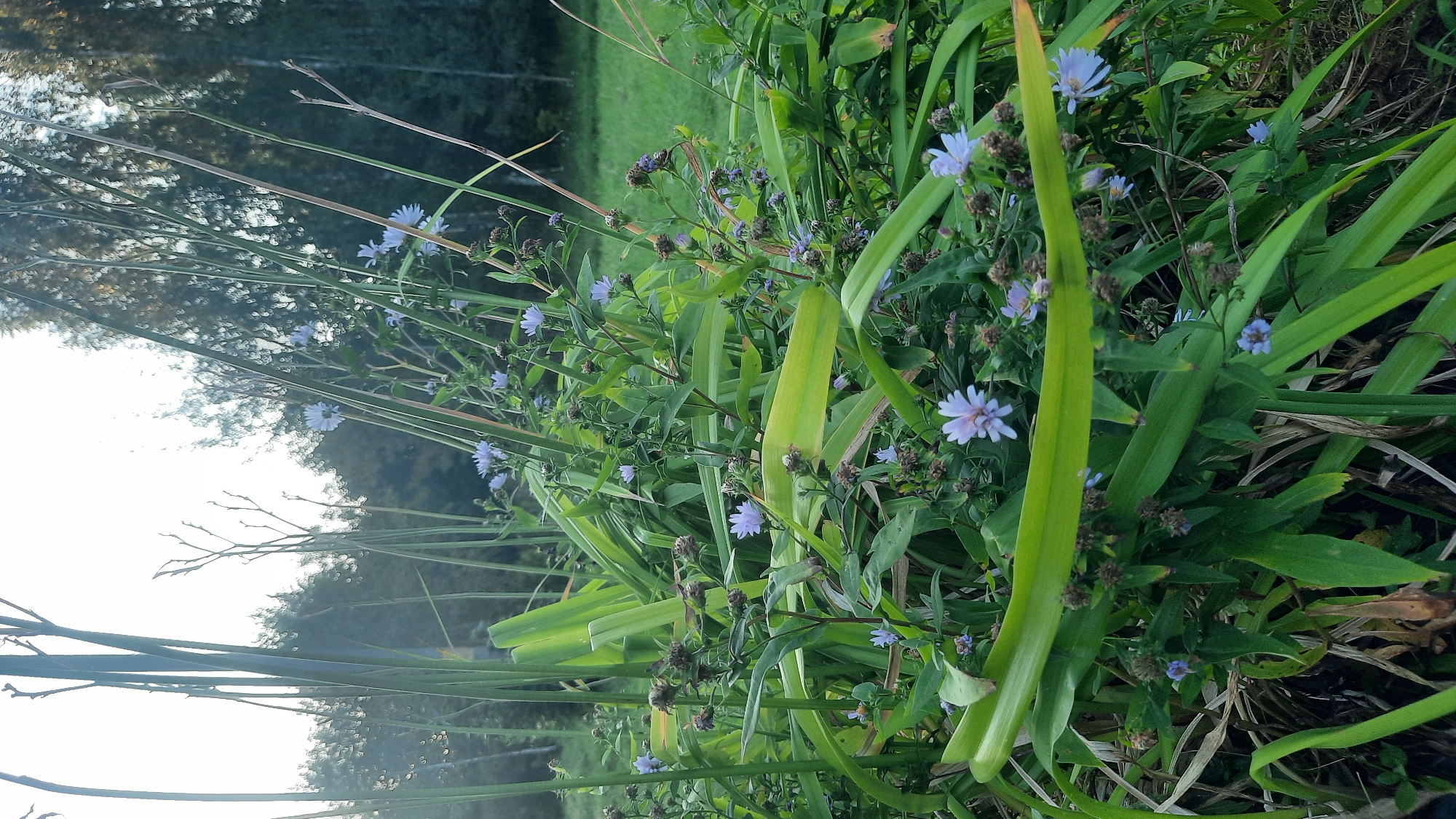 This image depicts a close-up view of a cluster of small, light purple asters with numerous green leaves and thin, dry stalks. The asters are scattered throughout the foliage, with some in bloom and others appearing as dried seed heads. The background shows a grassy field with a dense line of trees, likely a forest edge. The lighting suggests it is either early morning or late afternoon, with the sun low on the horizon, casting a soft light. There are no people or animals visible. The setting appears to be a natural, outdoor environment within the Славенскі сельскі Савет, Belarus, characterized by wild vegetation and a bordering wooded area.