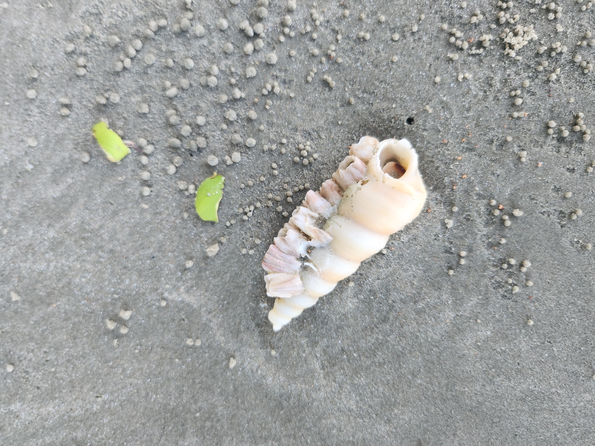 A solitary, light-colored seashell, adorned with small, pinkish growths, rests on a wet, grey sand surface. The sand is textured with numerous tiny, spherical pellets and a few scattered green leaf fragments. The scene appears to be on the beach at Hat Pak Meng, Thailand.