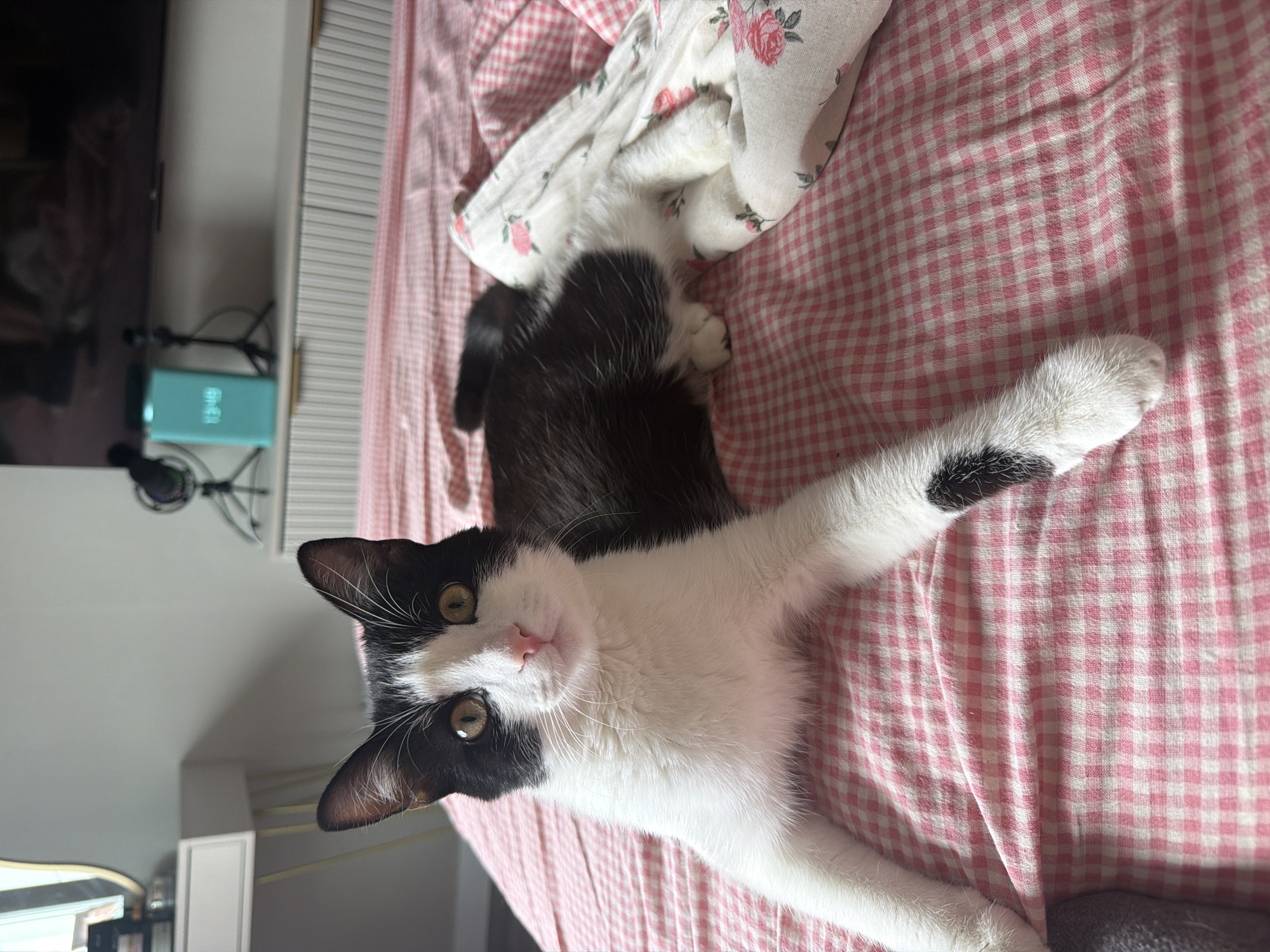 A black and white kitten with green eyes and a pink nose is lying on a bed with a pink and white checkered comforter. The kitten is stretching out its front legs, and its body is mostly white with black markings on its head and back. A blanket with a floral pattern is draped over the kitten. In the background, a television and a teal-colored object with writing on it are visible. The image appears to be taken indoors during the daytime.