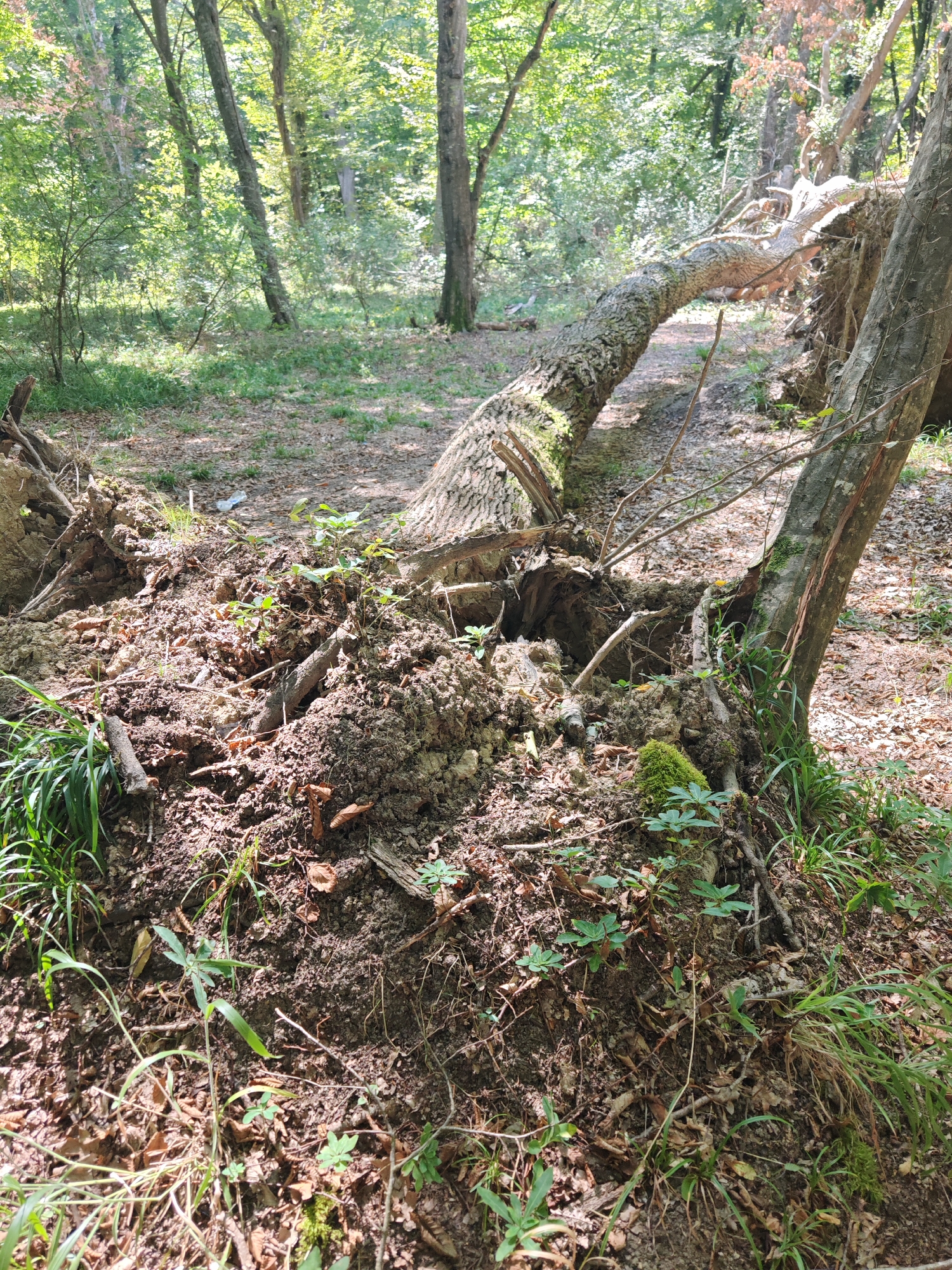 In the city of Samurchay, Azerbaijan, a fallen tree lies across a path in a wooded area. The tree is large and appears to have been uprooted, with exposed roots and soil. The surrounding environment is dense with trees and vegetation, and the ground is covered in fallen leaves and debris. Sunlight filters through the canopy, creating dappled light on the scene. There are no people visible in the image.